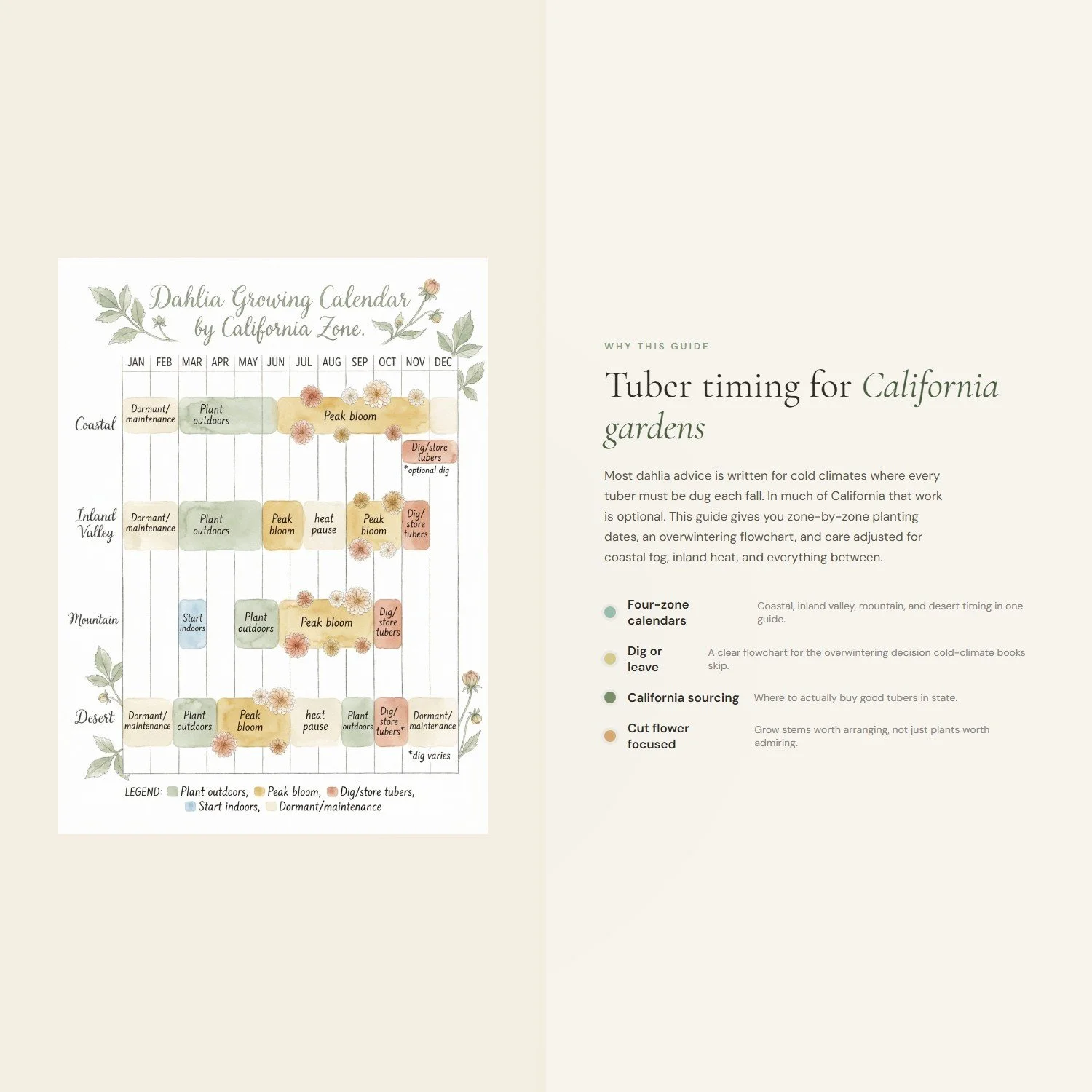 dahlia-growing-guide-4-differentiator.jpeg