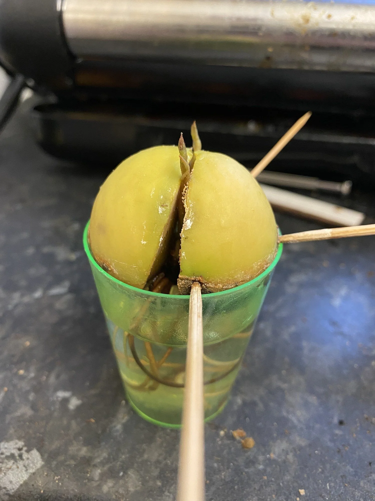Growing an Avocado from Seed | Fun Project, Will It Fruit?
