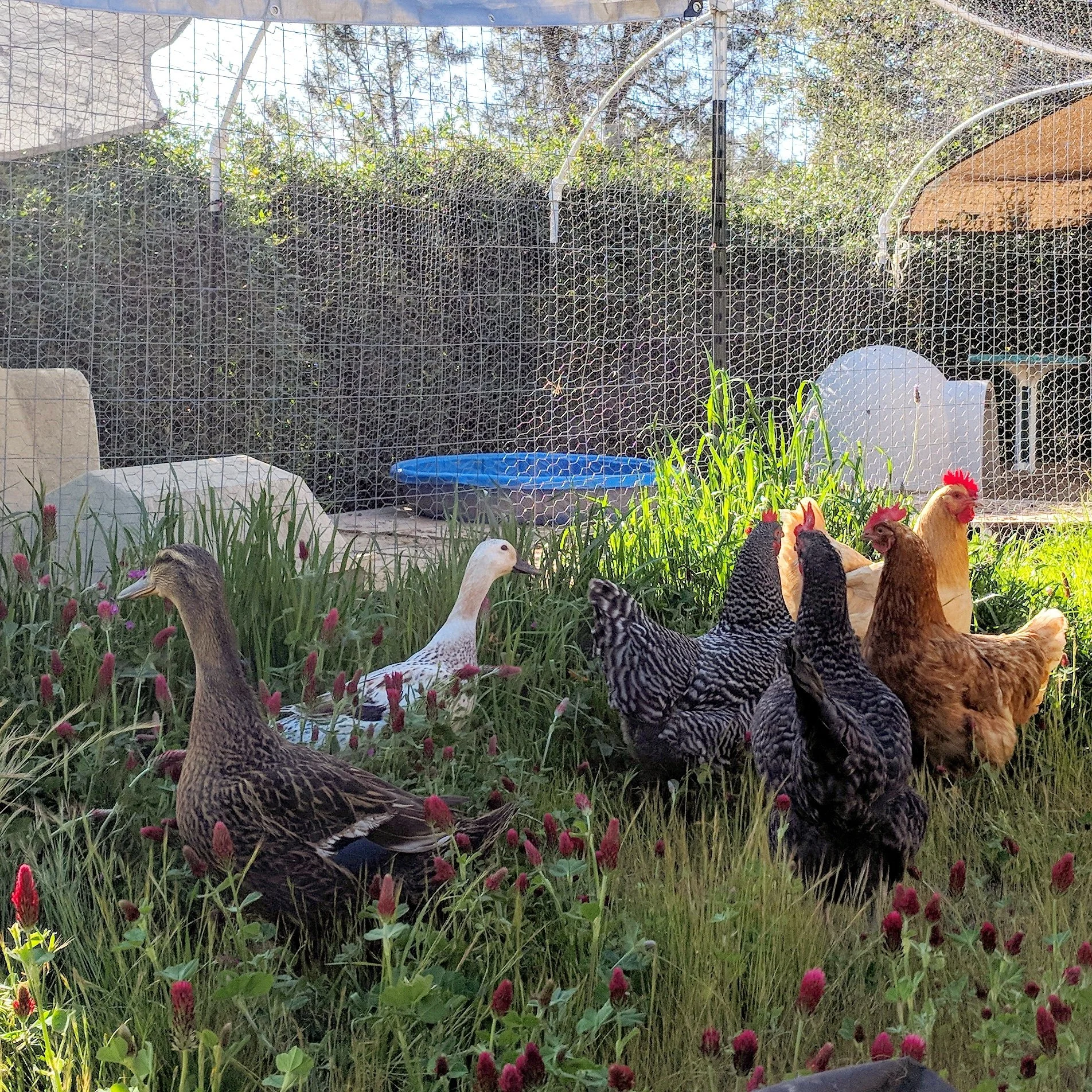 Keeping a Mixed Flock: Chickens, Ducks, and Geese Together