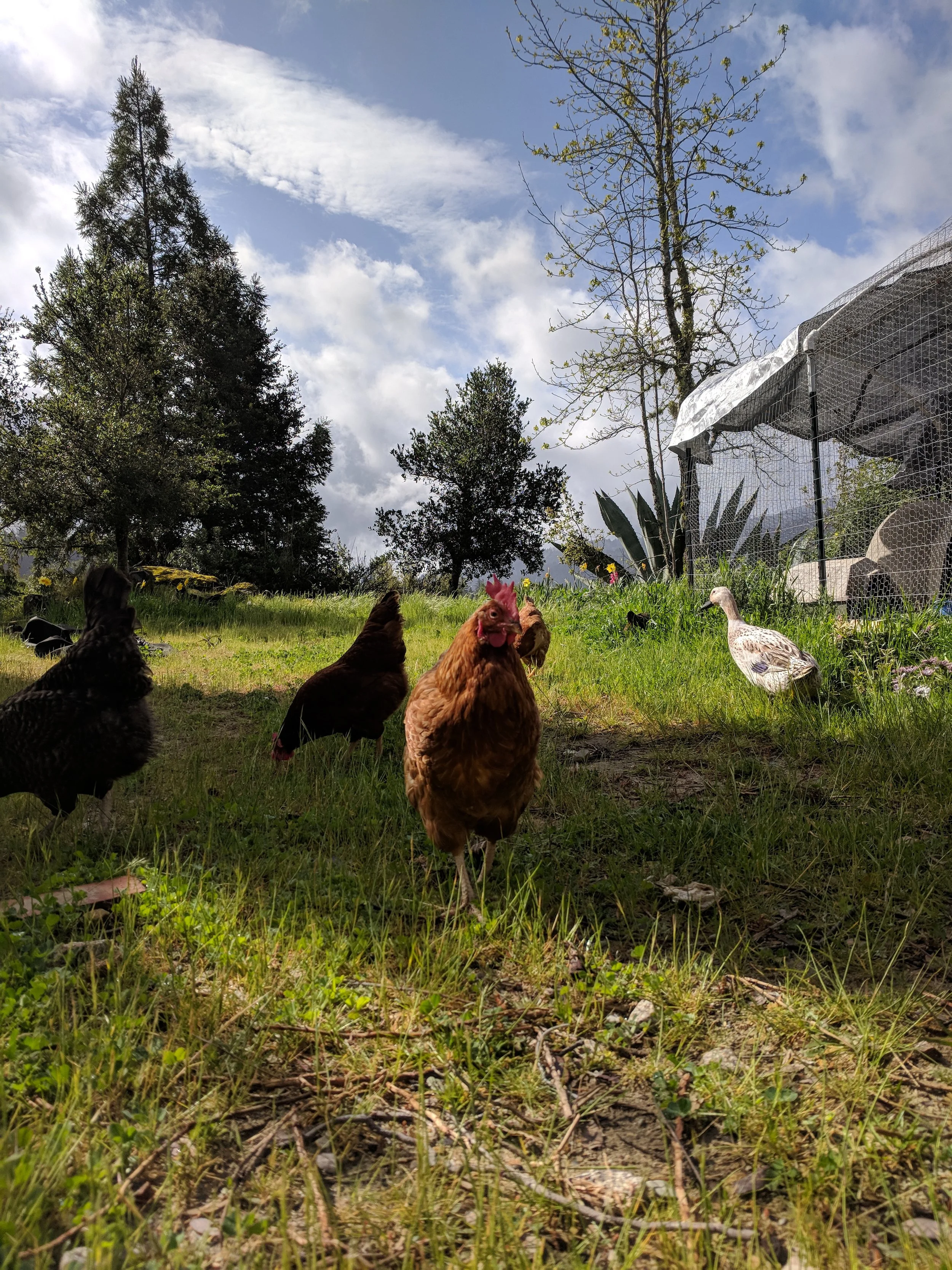 Santa Cruz County Flock Care Calendar: Month by Month