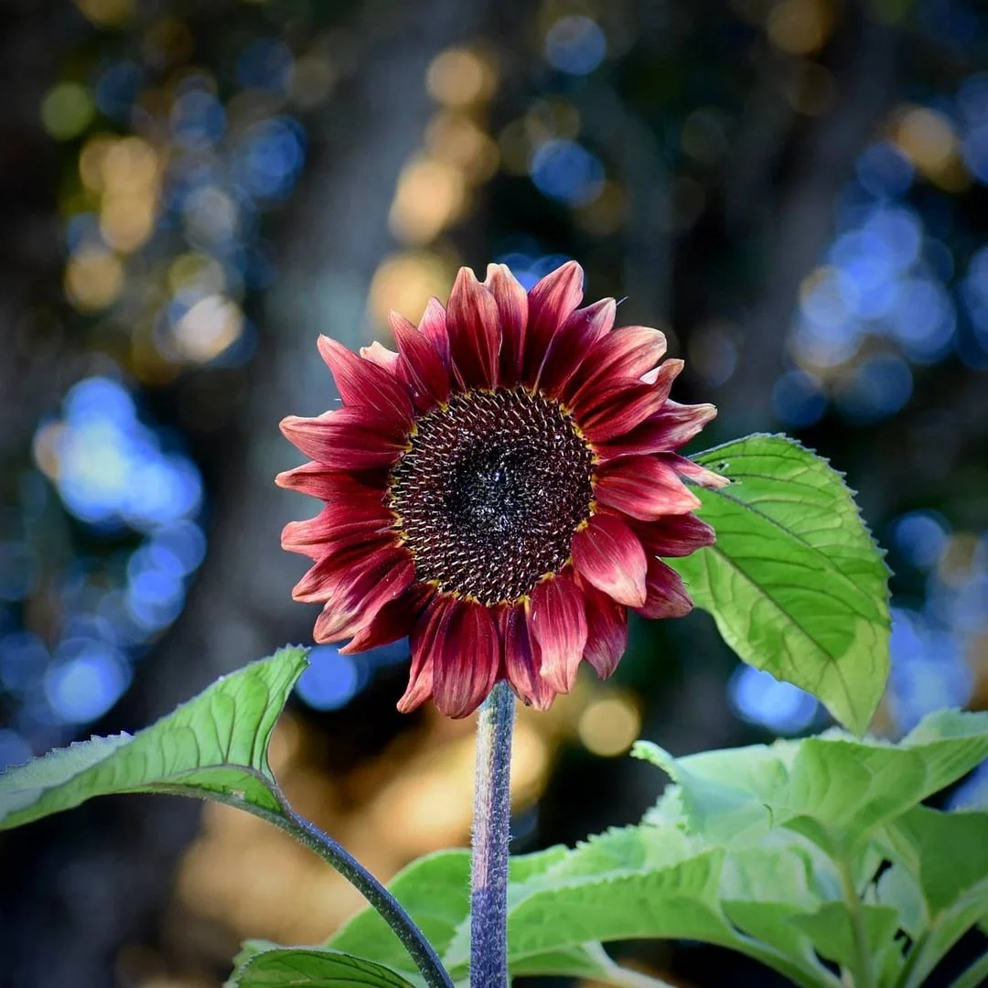 Red sunflower growing in Boulder Creek garden