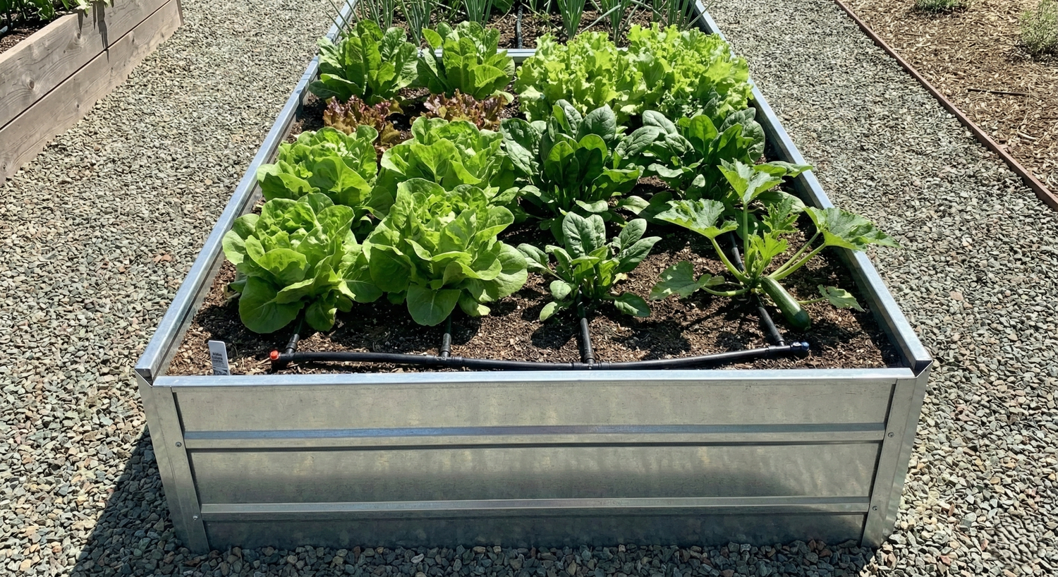 What to Plant in Santa Cruz & the Bay Area in October