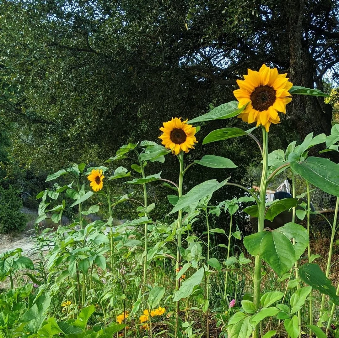 Sunflowers growing along garden border