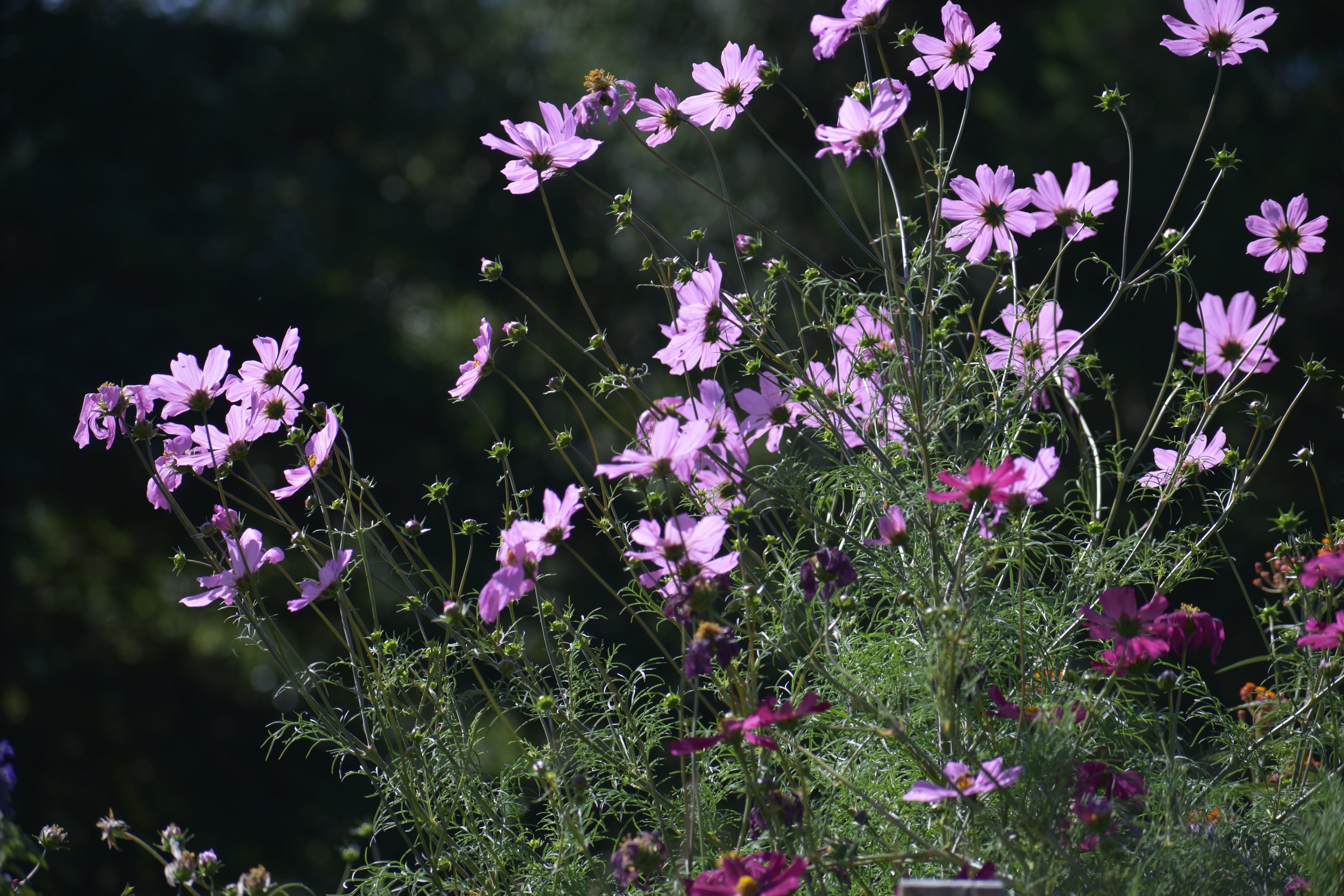 How to Grow Cosmos: Easy Cut Flowers from Seed