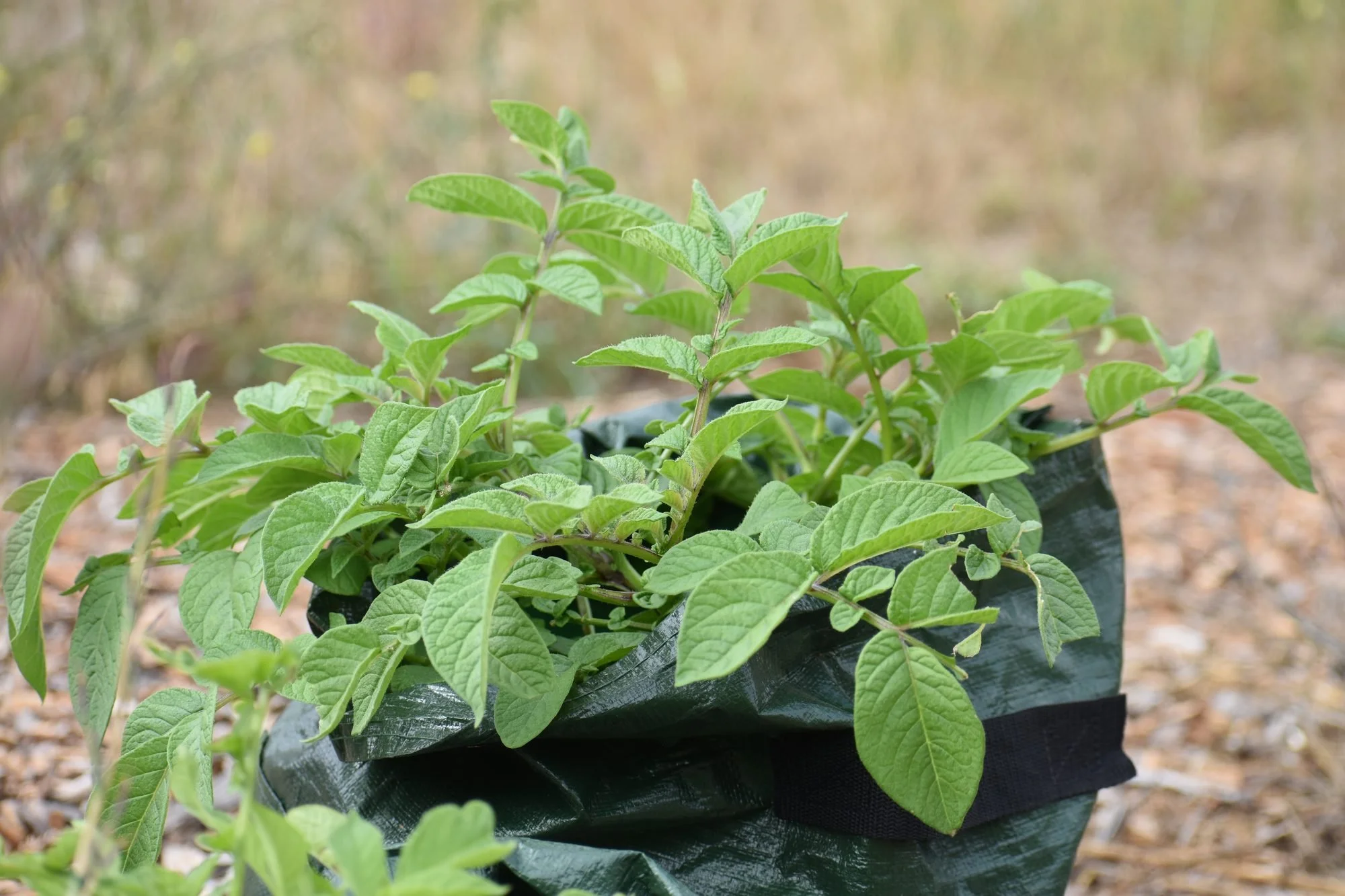 Potato Growth Stages: From Planting to Harvest