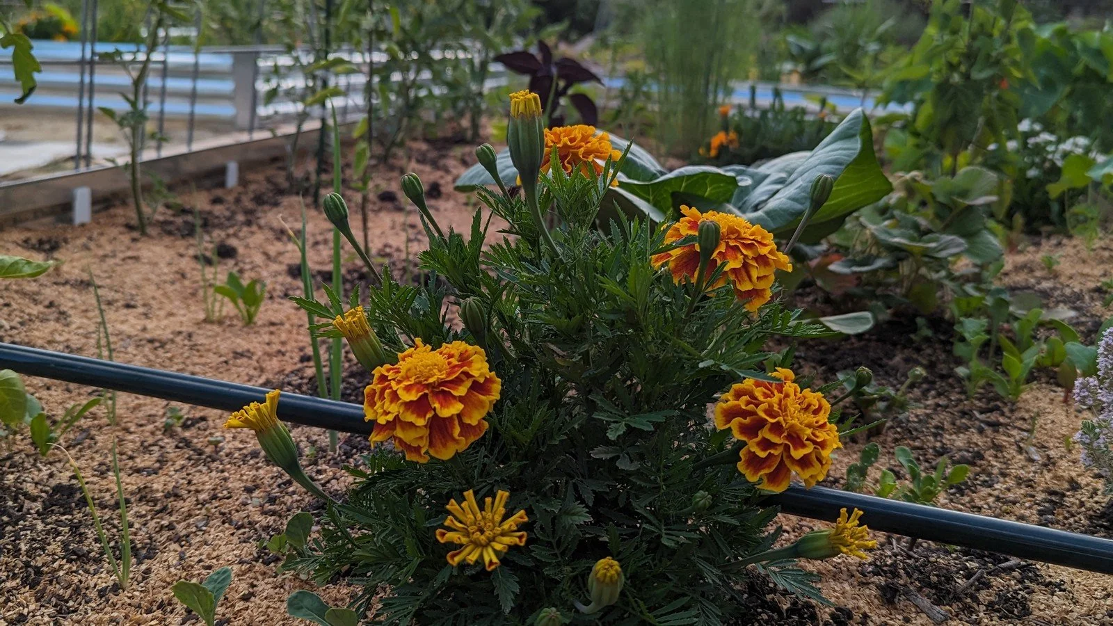 The Complete Guide to Watering Your Garden in Santa Cruz County: A Year-Round, Data-Driven Approach