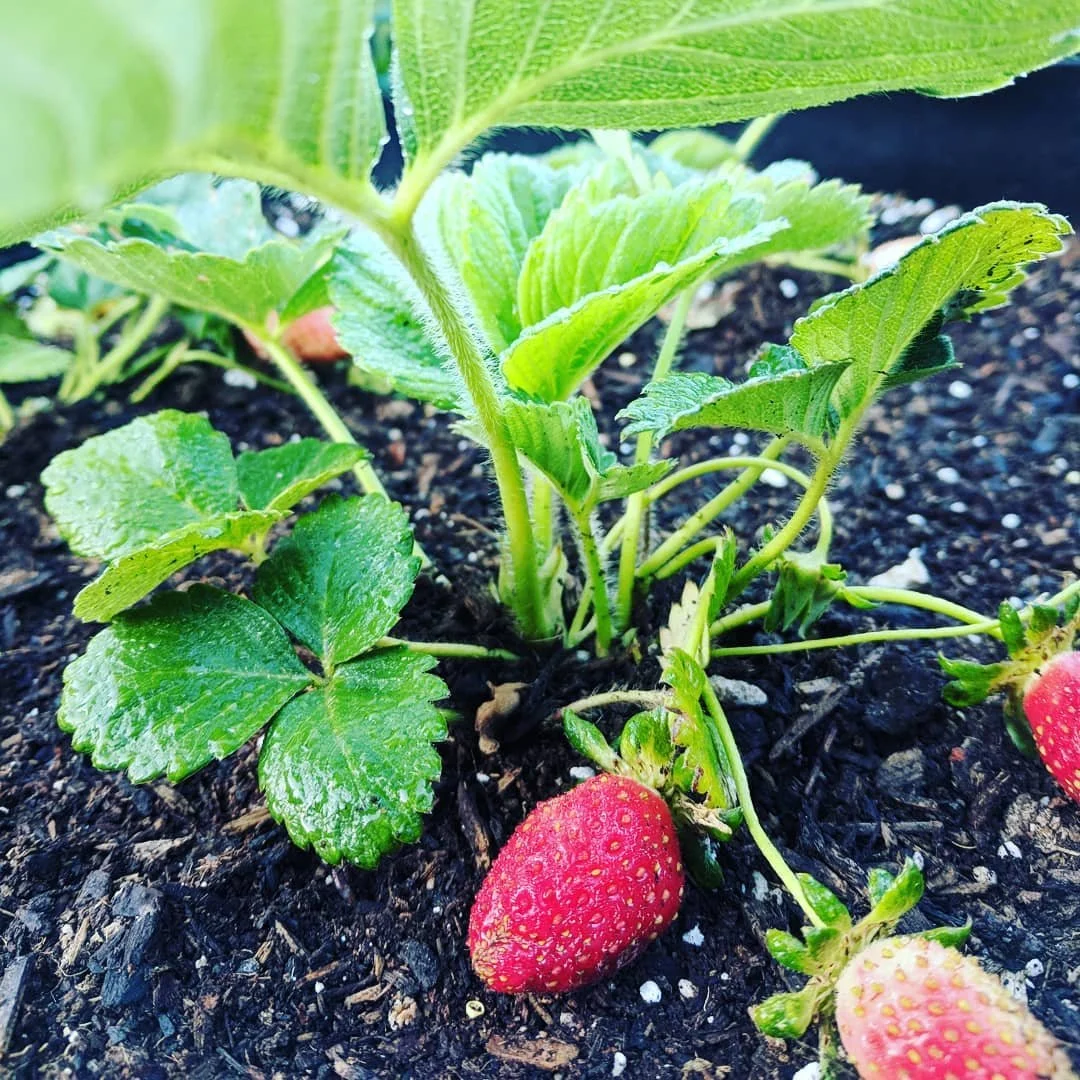 Planting Bare-Root Strawberries: A Santa Cruz Guide