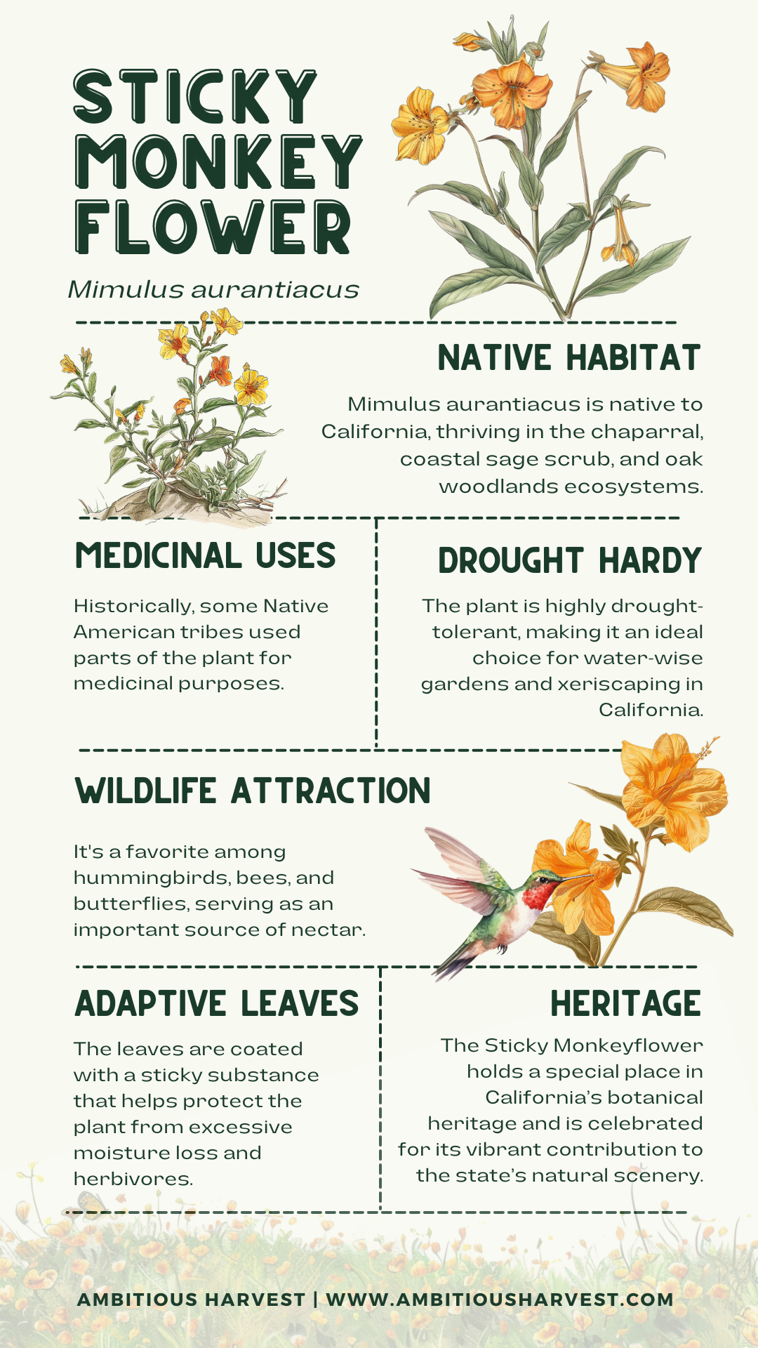 Sticky Monkey Flower Facts Infographic.png