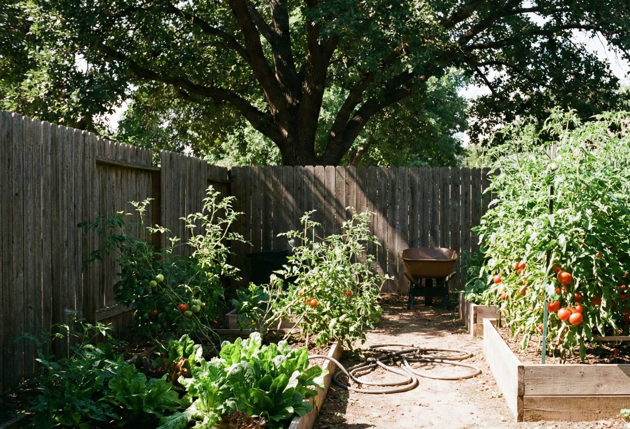 Your June Garden Checklist for Santa Cruz County
