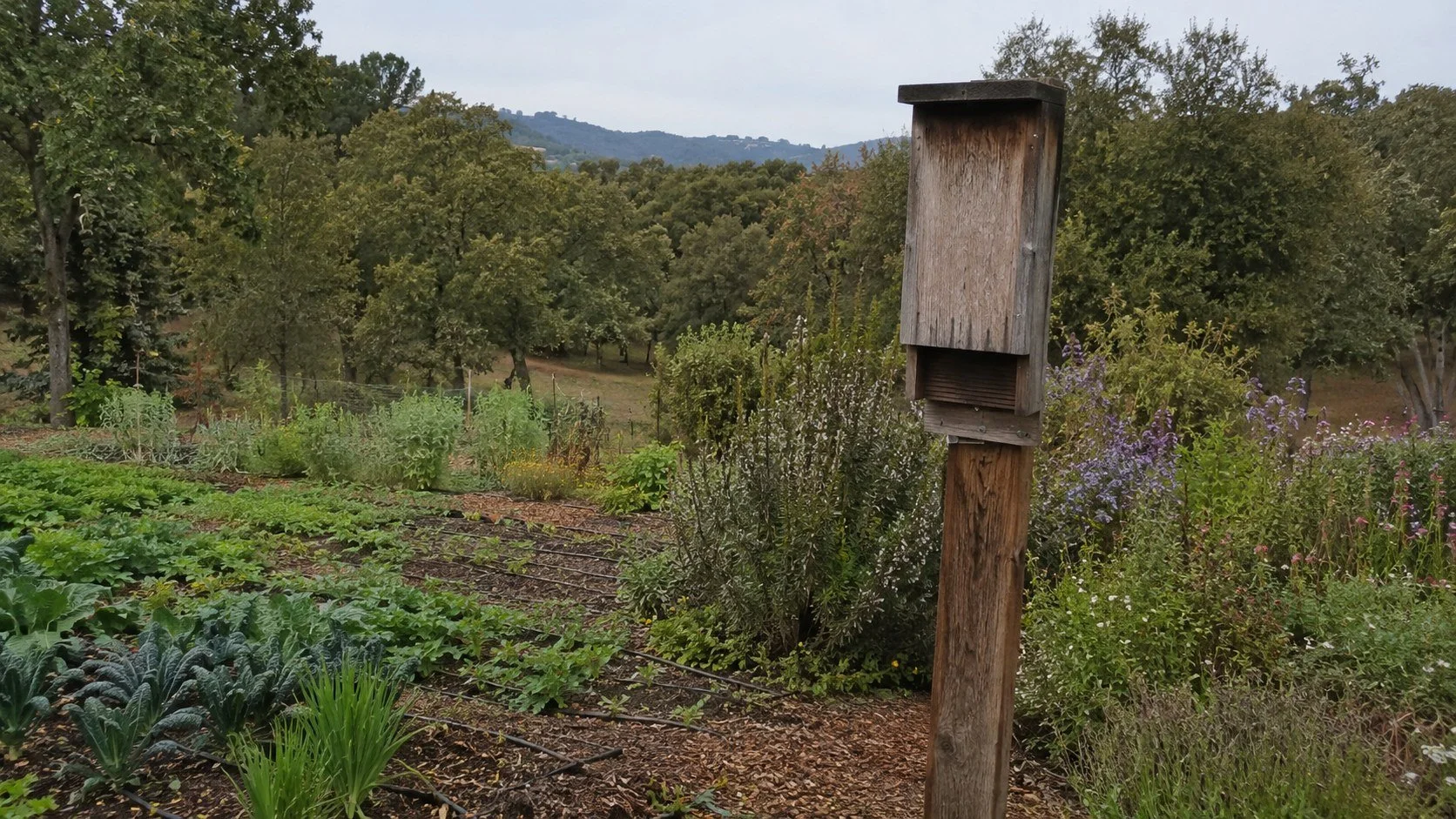 Bats as Garden Allies: Installing Bat Houses for Natural Mosquito Control