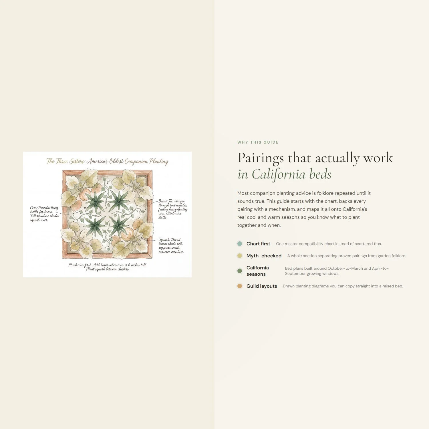 companion-planting-chart-guide-4-differentiator.jpeg