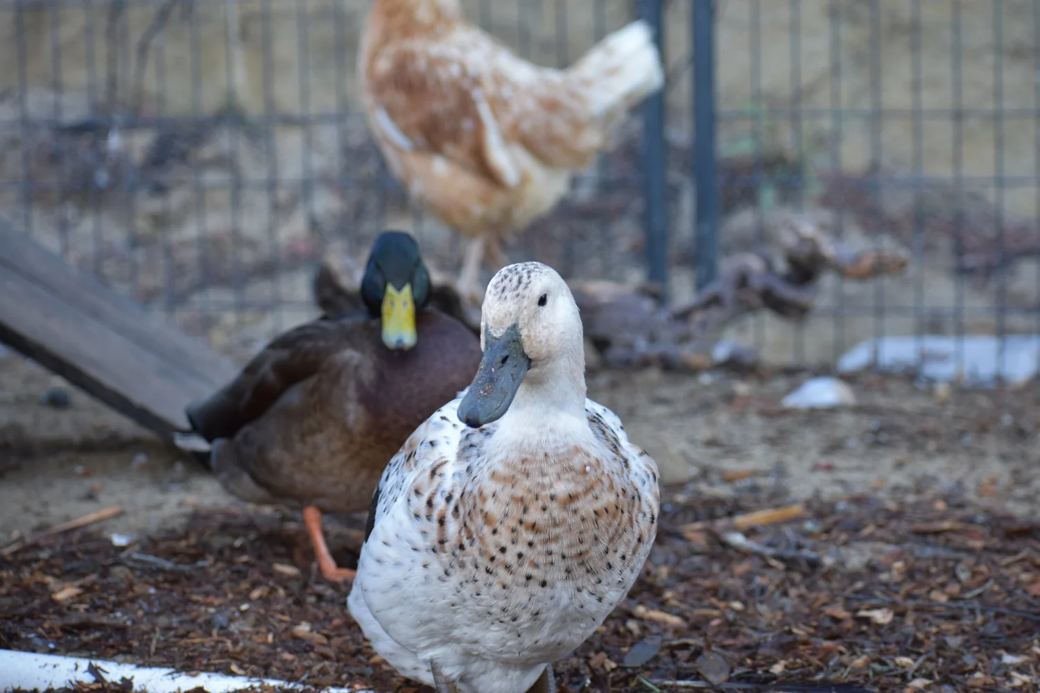 Where Can I Buy Chicks and Ducklings Near Santa Cruz?