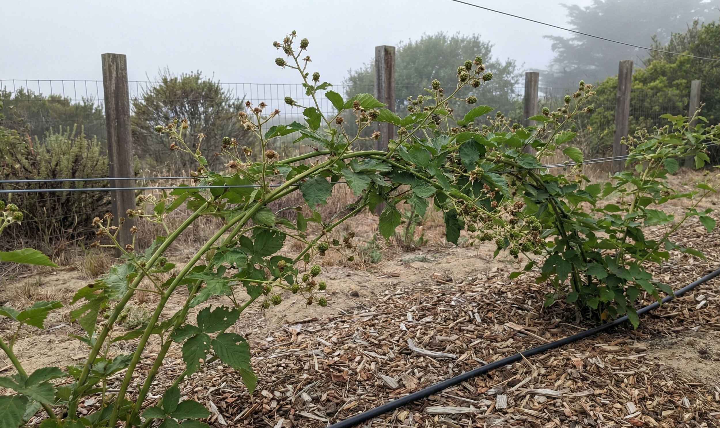 Olallieberry Care Troubleshooting Guide: Common Problems and How to Fix Them