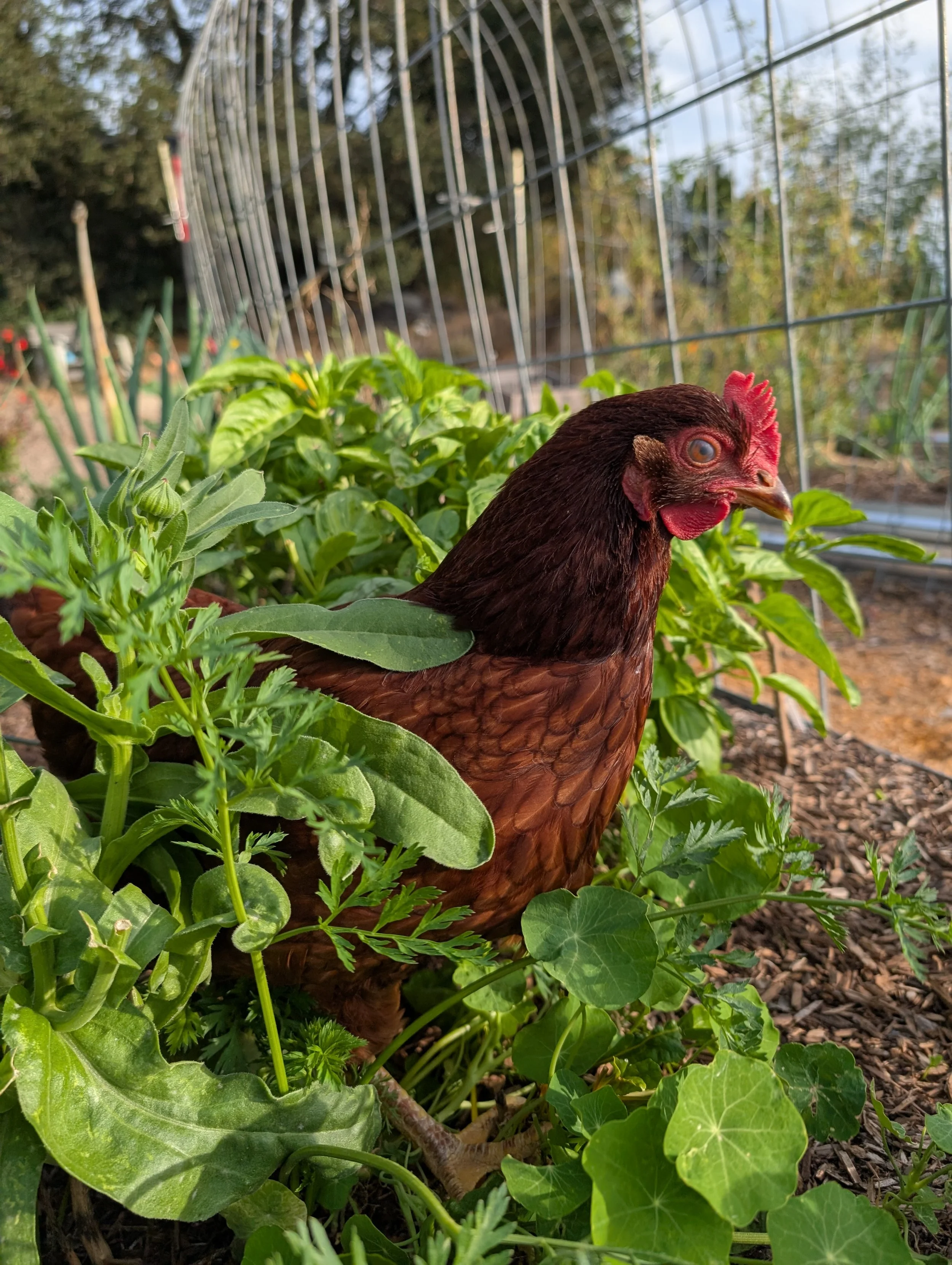 How Your Flock Can Work Your Garden: Pest Control and Soil Prep