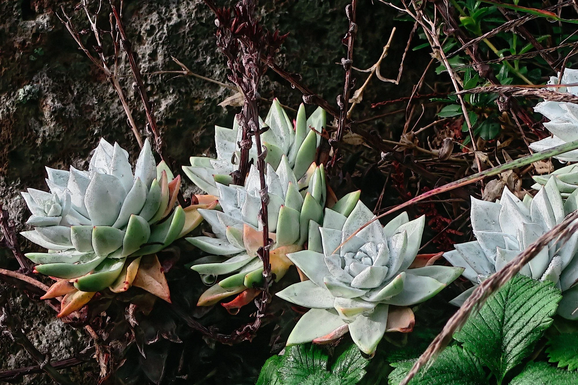 Growing Dudleya in Santa Cruz County | California Native Succulents