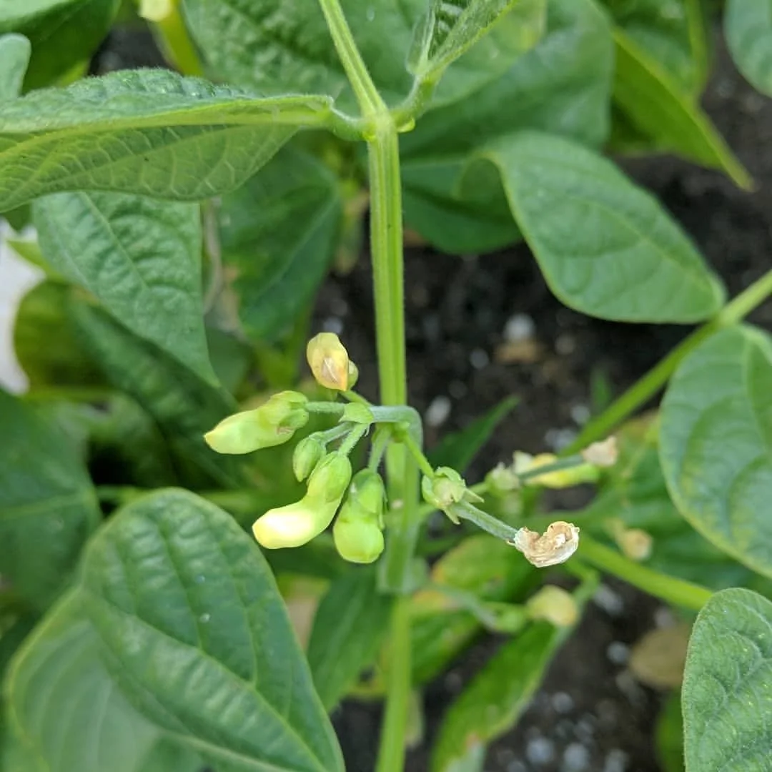 Best Bean Varieties for Santa Cruz Gardens