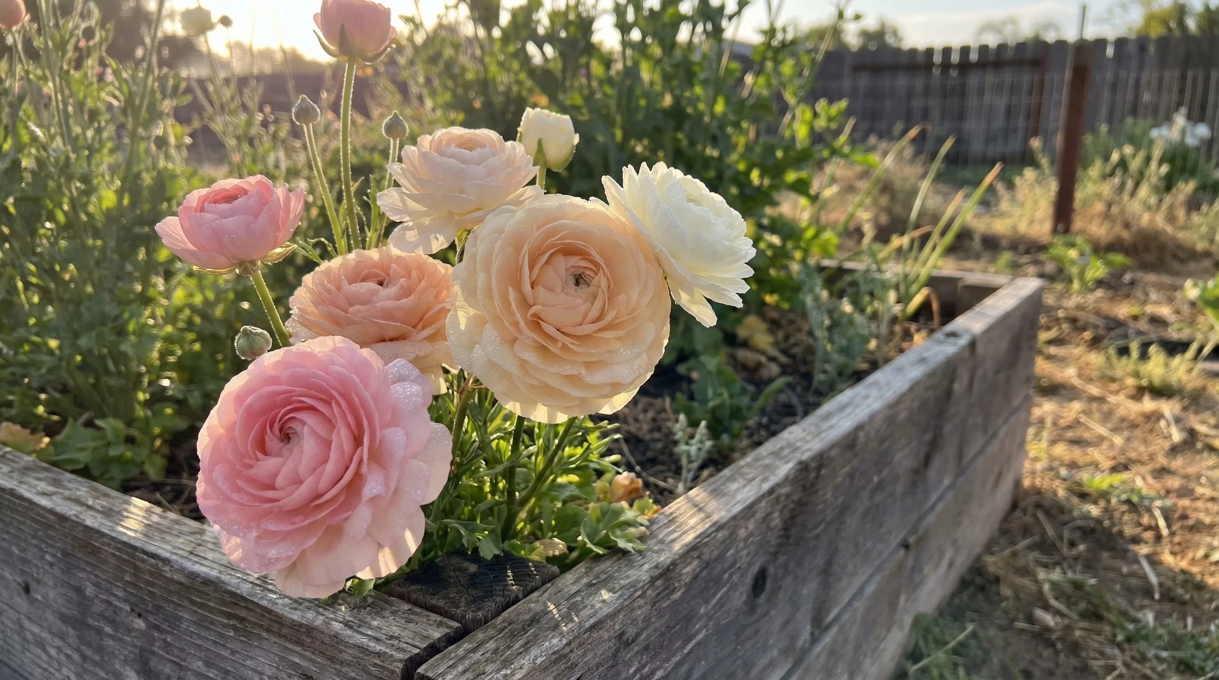Growing Ranunculus in Santa Cruz County: Spring's Most Elegant Cut Flower