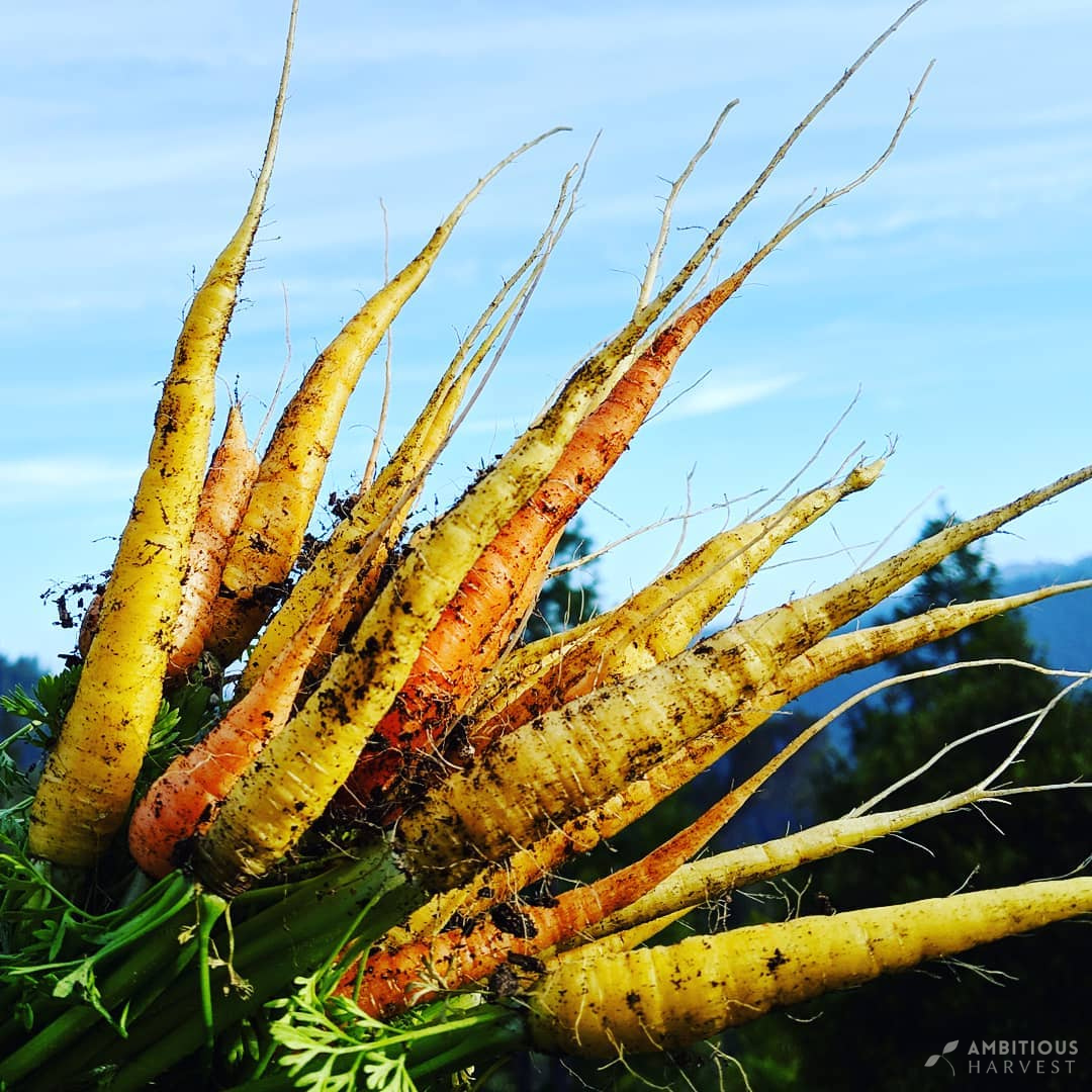 Bundle of freshly dug yellow and orange carrots with long roots against a blue sky