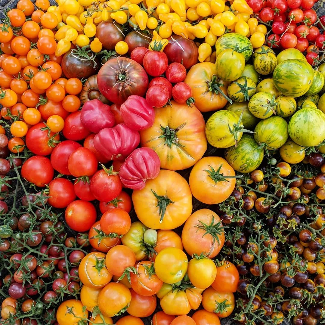 Tomato harvest from Boulder Creek garden
