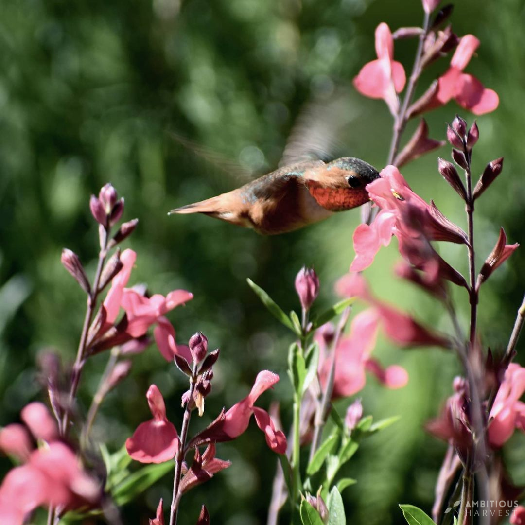 Pollinator Party: Transform Your California Garden into a Haven for Bees, Butterflies, and Hummingbirds