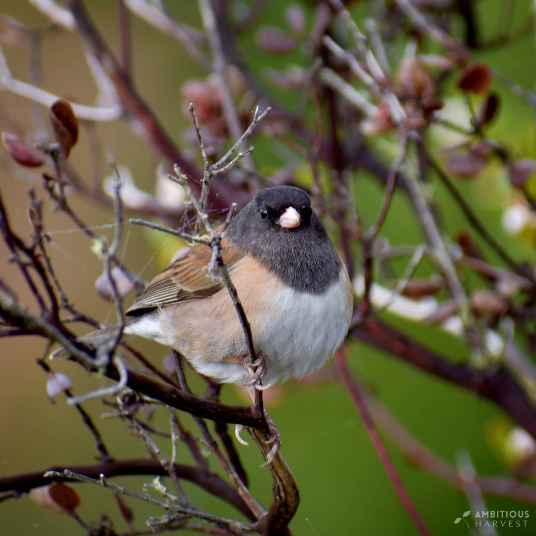 Dark-eyed junco with gray hood and buff sides perched among bare branches