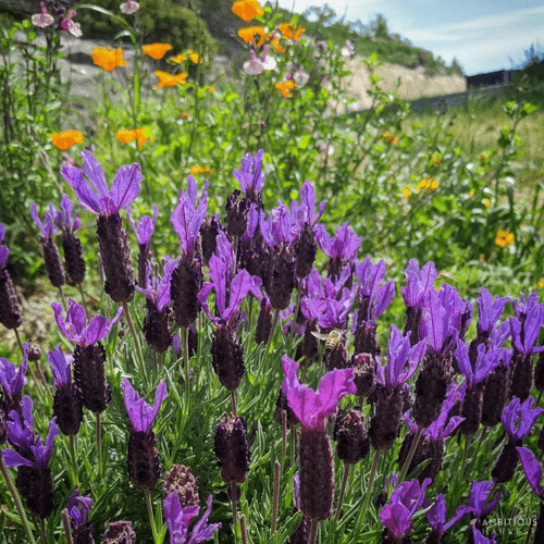 10 Water-Wise Wonders for a Drought-Tolerant California Garden