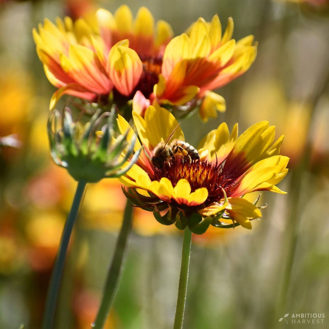 Water-wise Wonders: 10 Drought-resistant Plants for a Thriving California Garden
