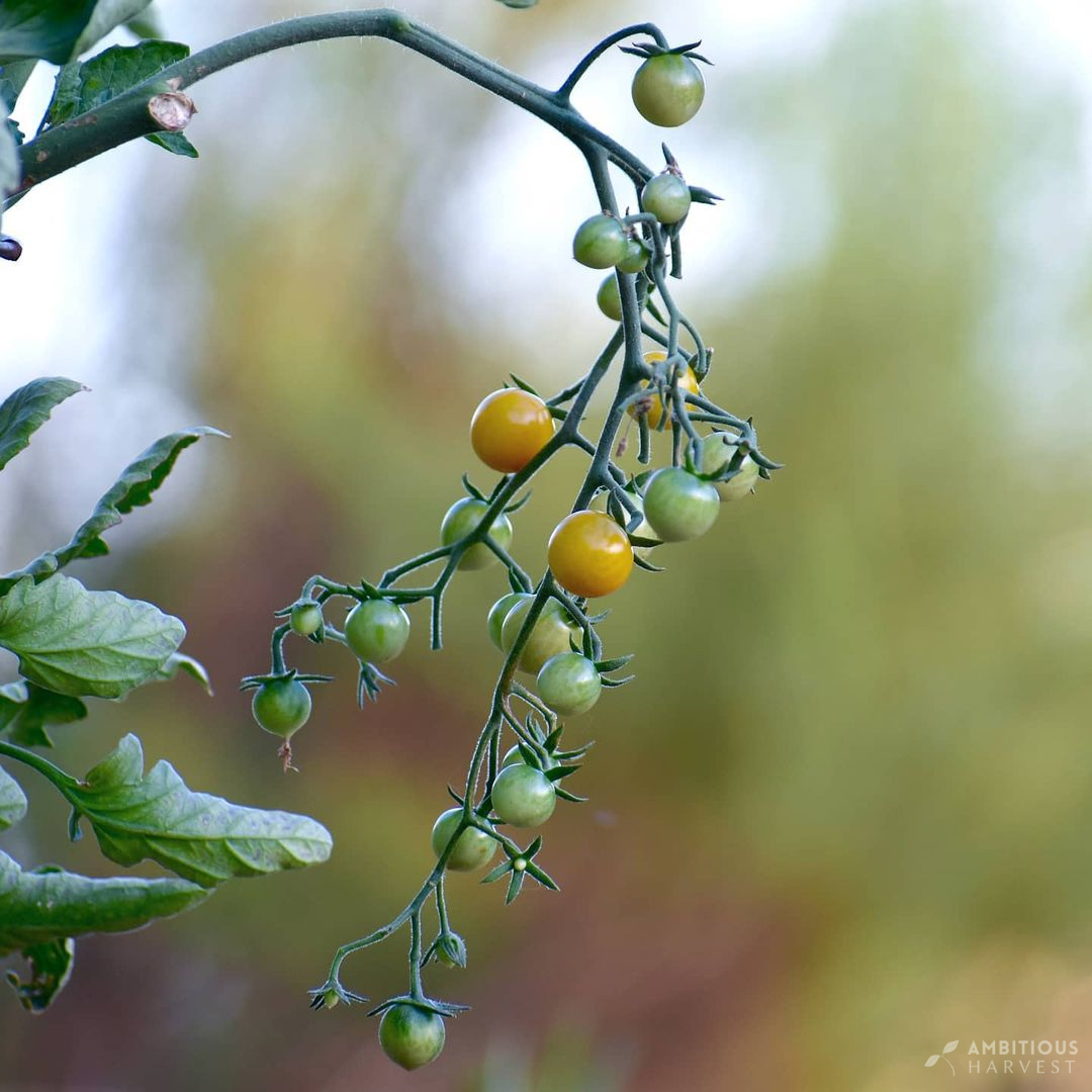 The Power of Companion Planting: A Guide to Maximizing Your Garden's Potential