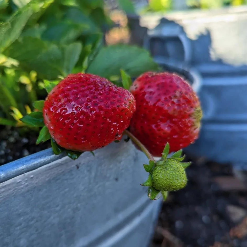 Two glossy red strawberries hanging over the edge of a metal container, green berry below