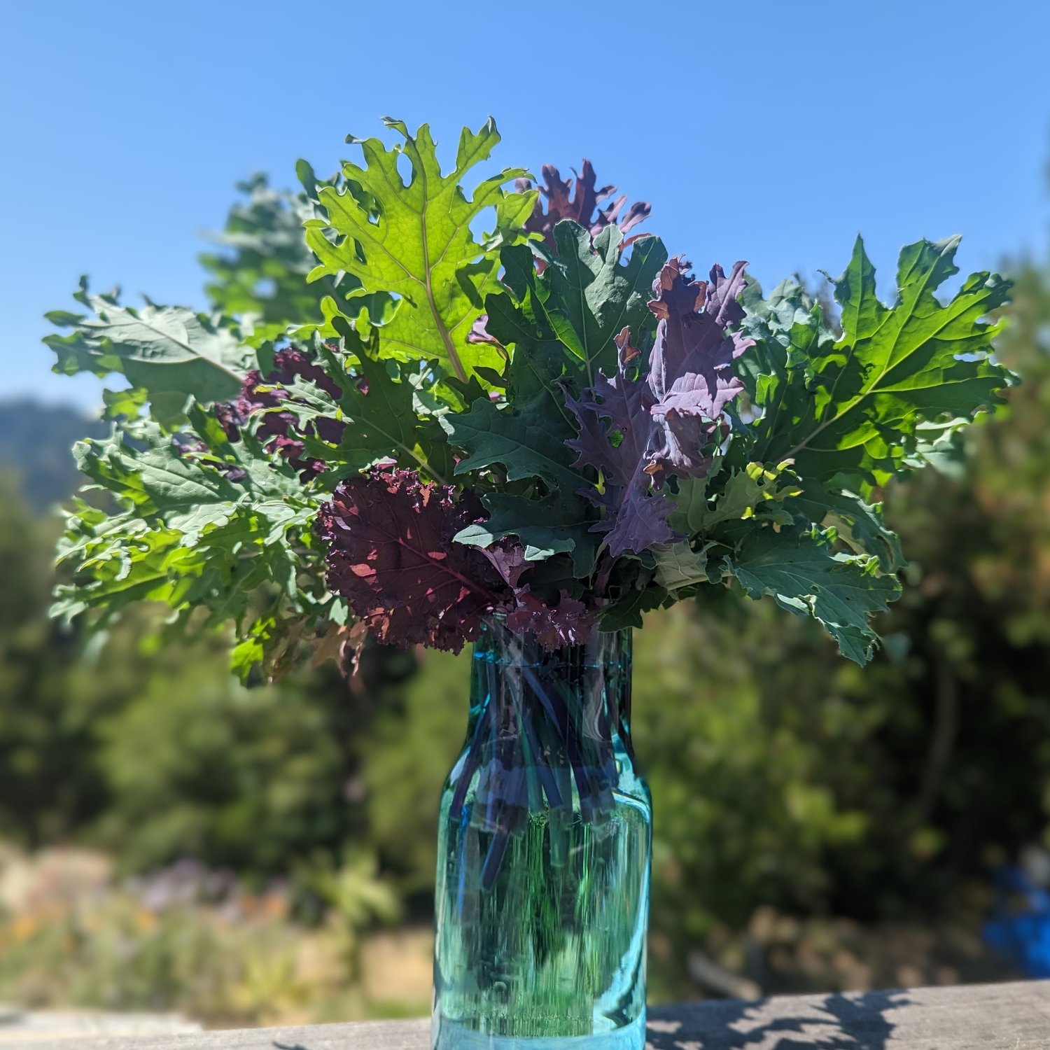 Growing Greens in Your California Garden: A Comprehensive Guide