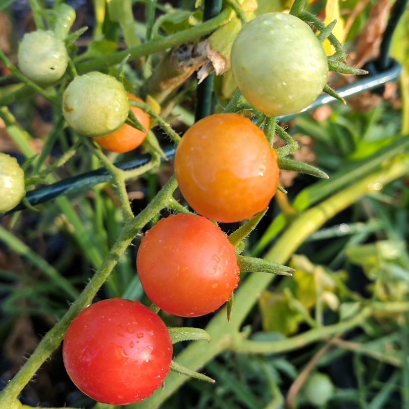What Companion Plants Work Well with Tomatoes in California?