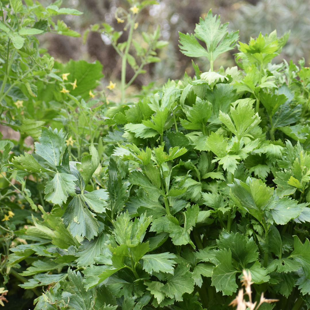 Lush cilantro foliage growing beside flowering tomato plants in a garden bed