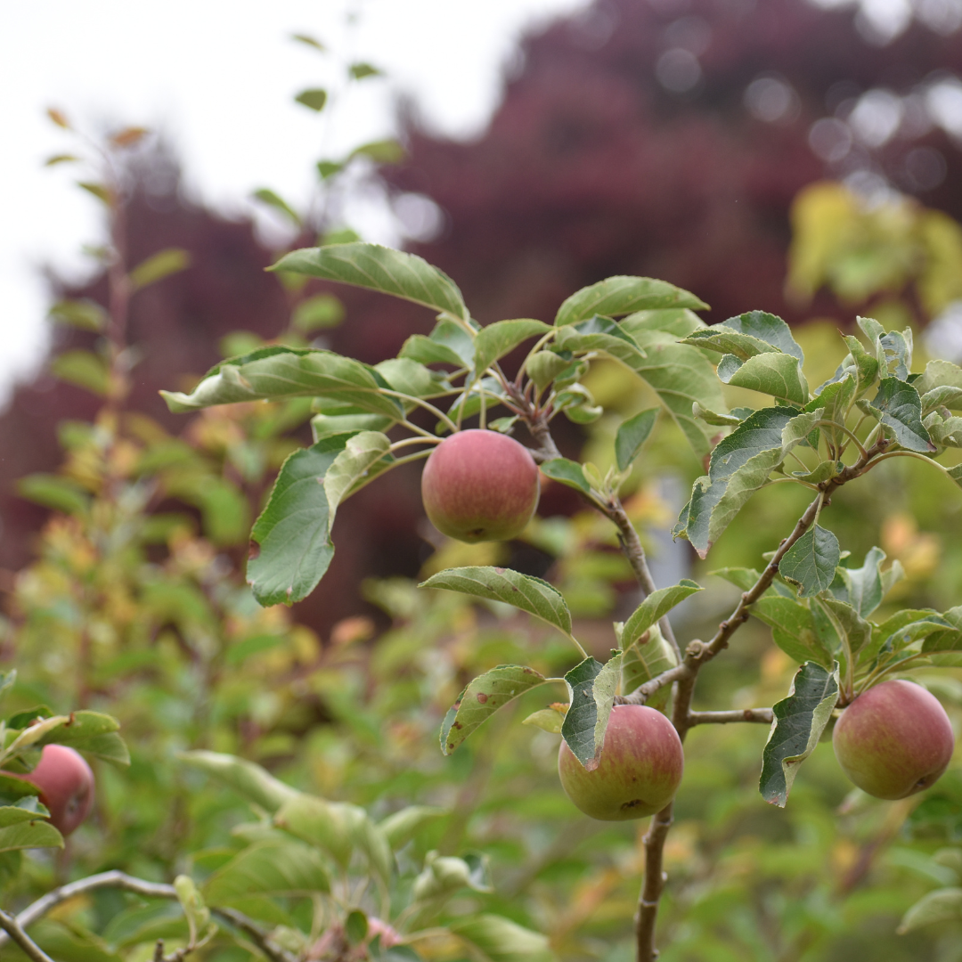 How Many Chill Hours Do Fruit Trees Need in Santa Cruz?