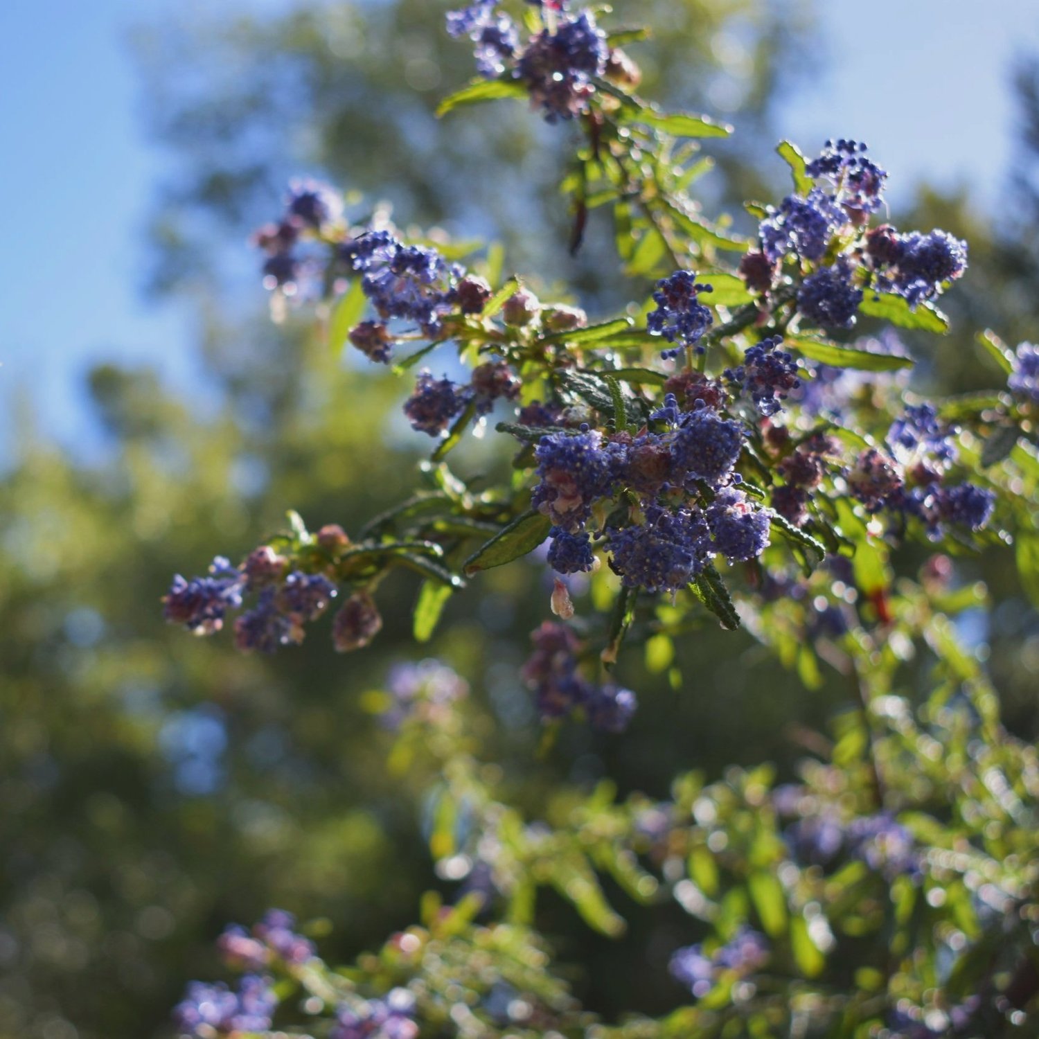 Why Native Garden Design is Essential for Eco-Friendly Landscaping