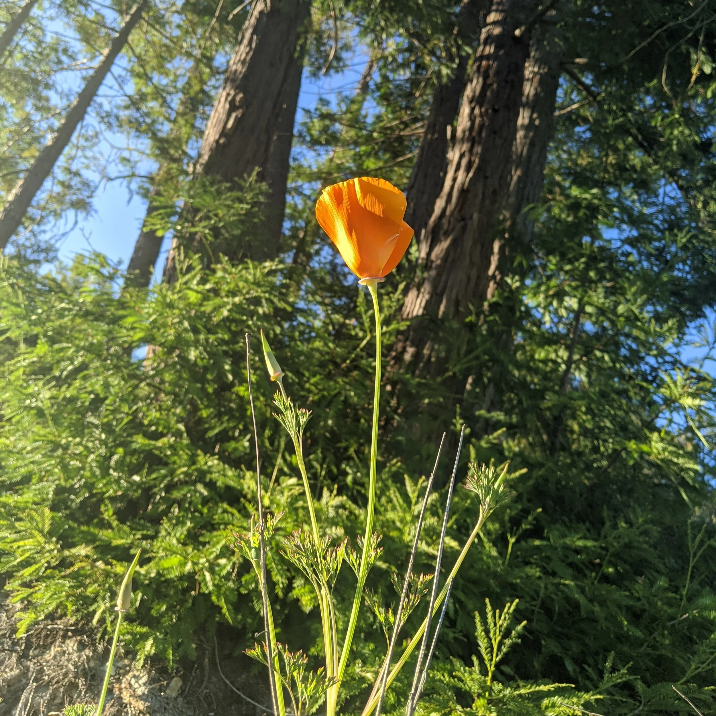 California Poppy: Meaning, History & Garden Uses