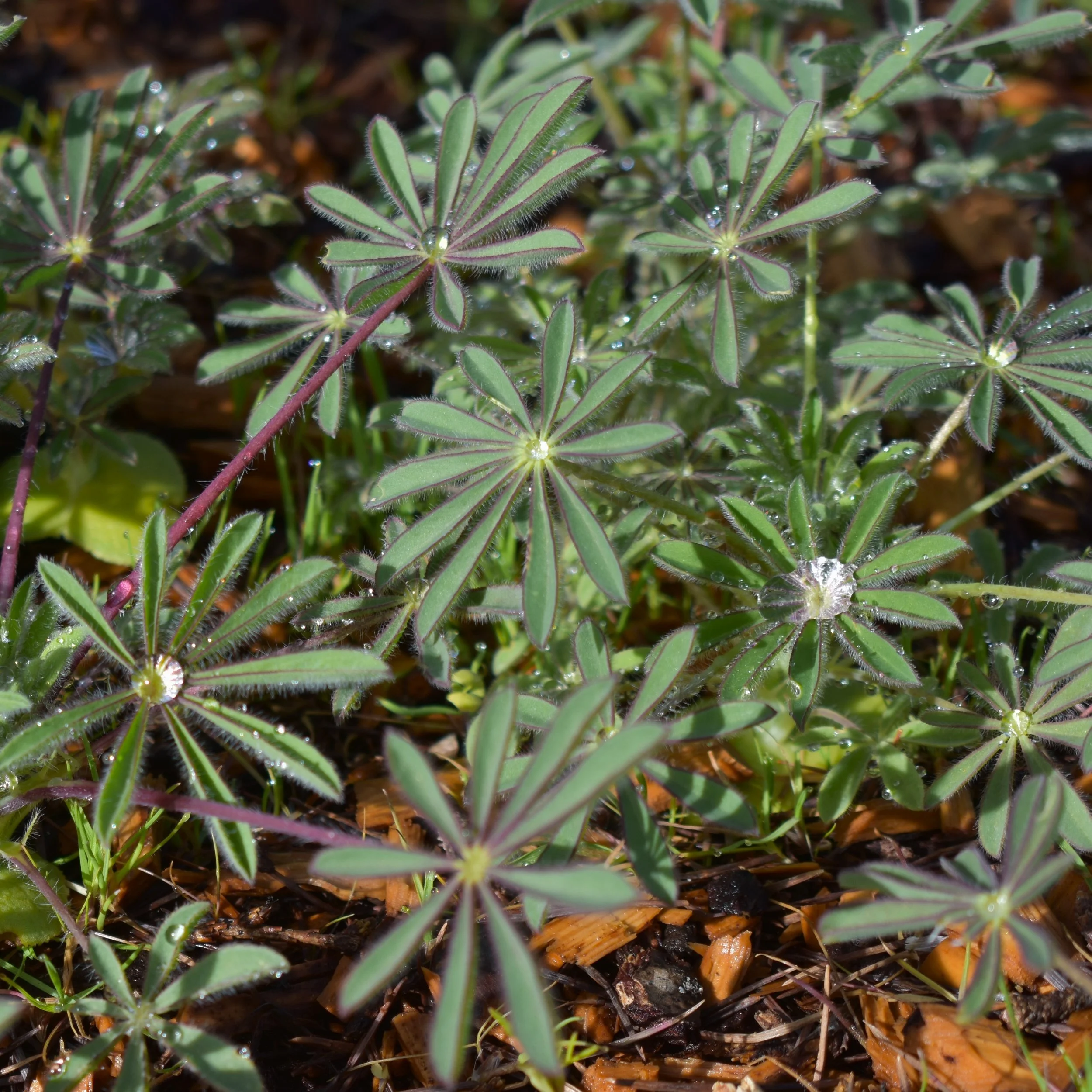 Lupine.JPG