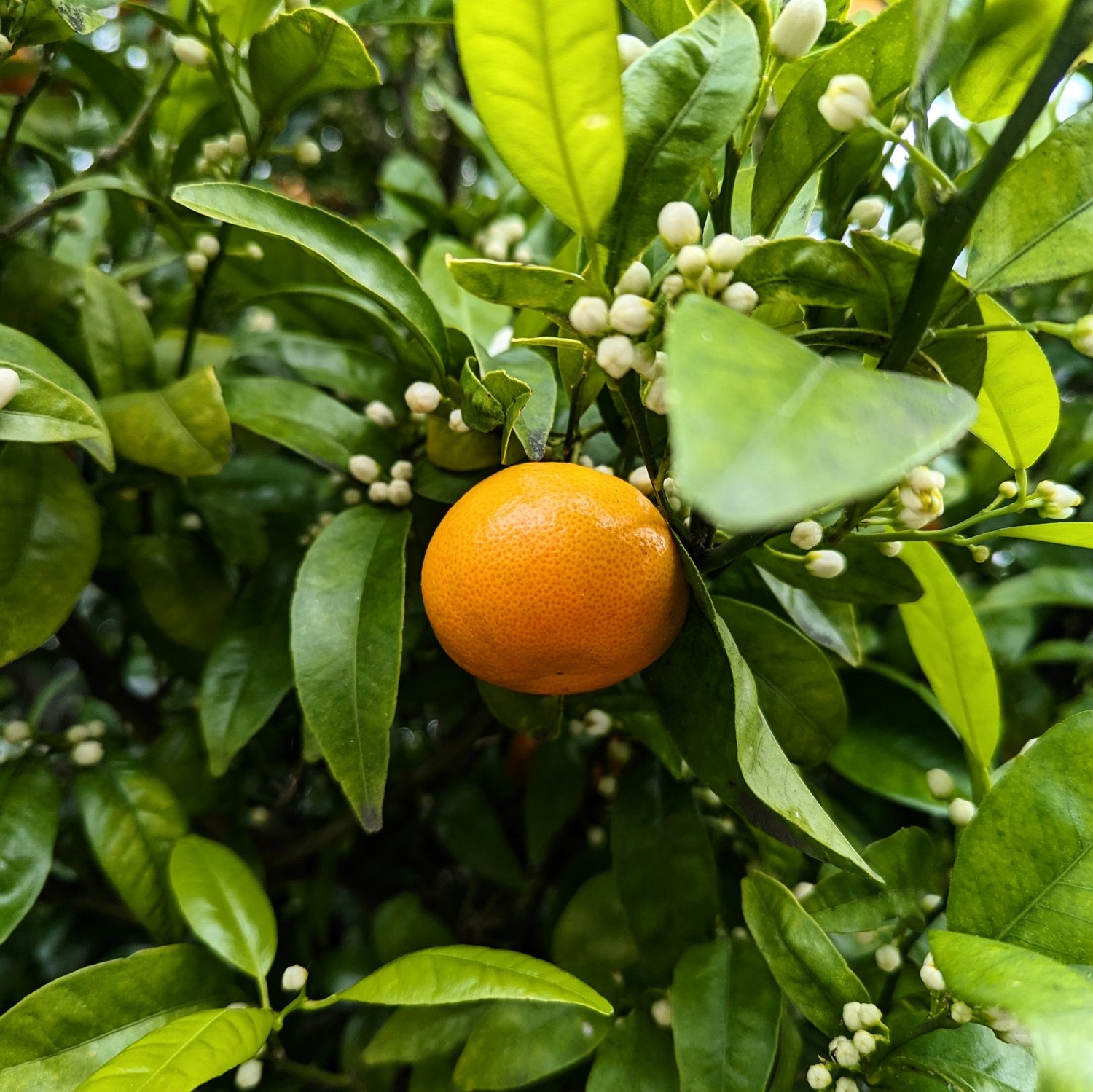 Ripe mandarin orange on the tree surrounded by white blossom buds