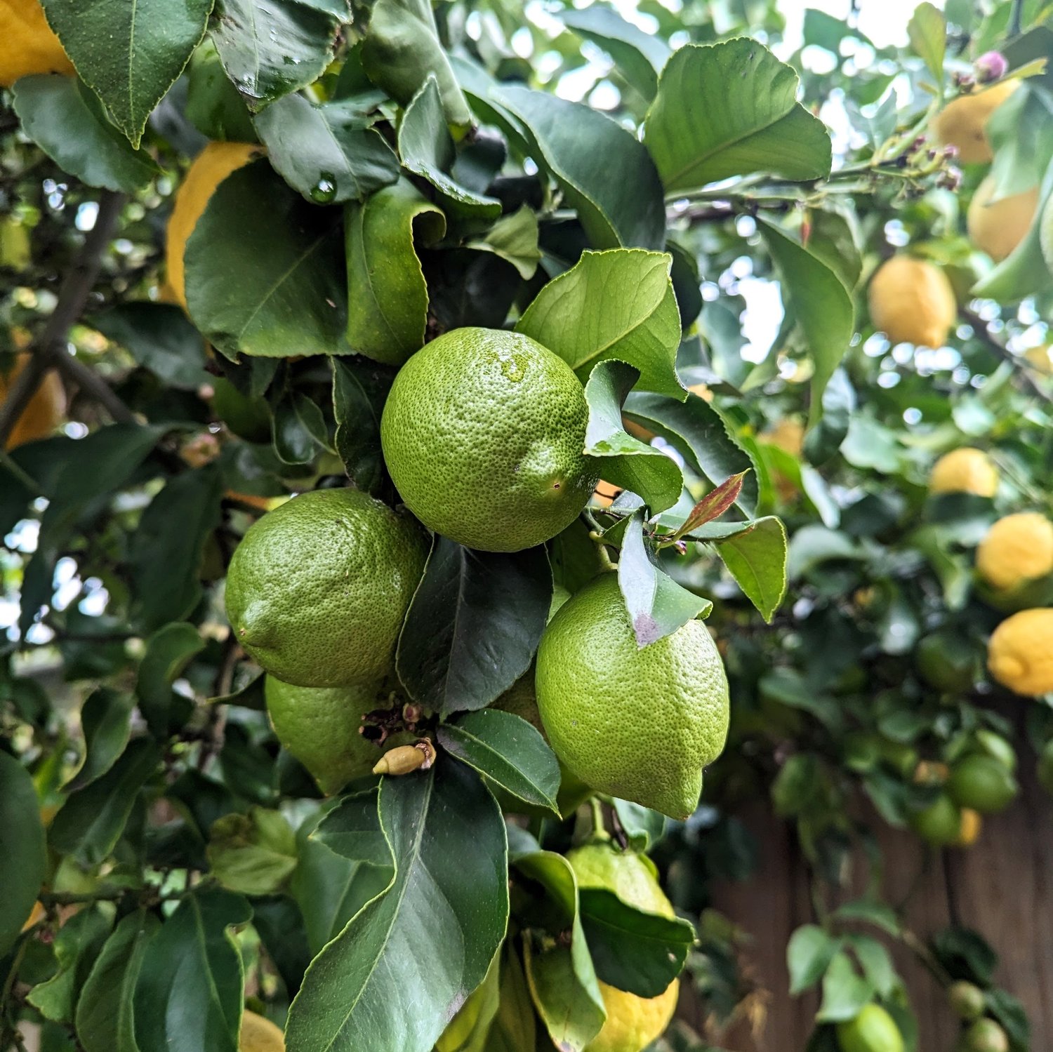 Green lemons ripening on a backyard tree, with yellow fruit behind
