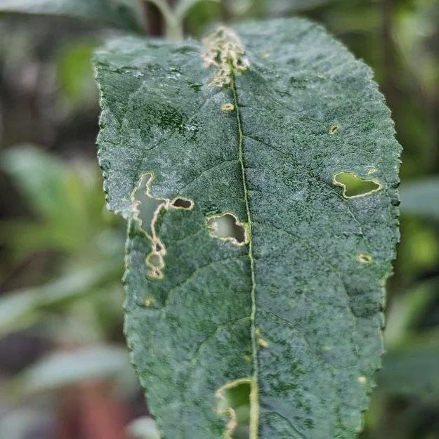 Dark green leaf showing ragged holes and chewing damage from garden pests