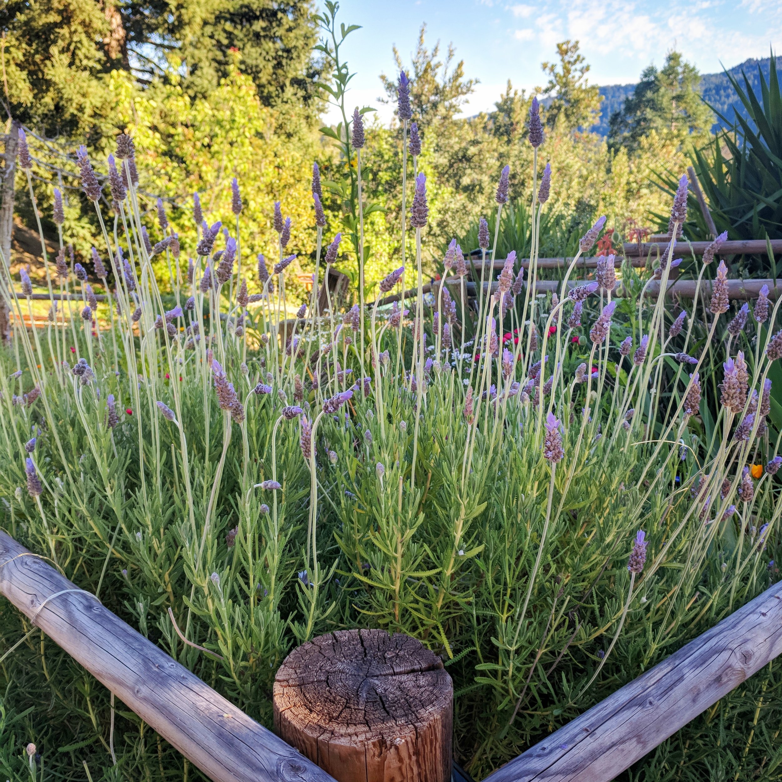 French lavender in bloom with tall flower spikes rising from a rustic log-edged bed