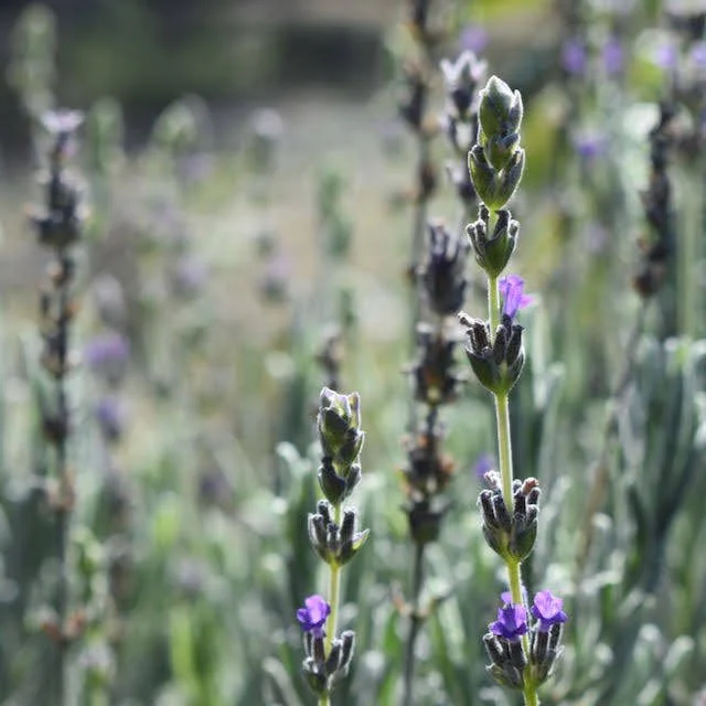 Growing Lavender in Santa Cruz County: A Complete Guide