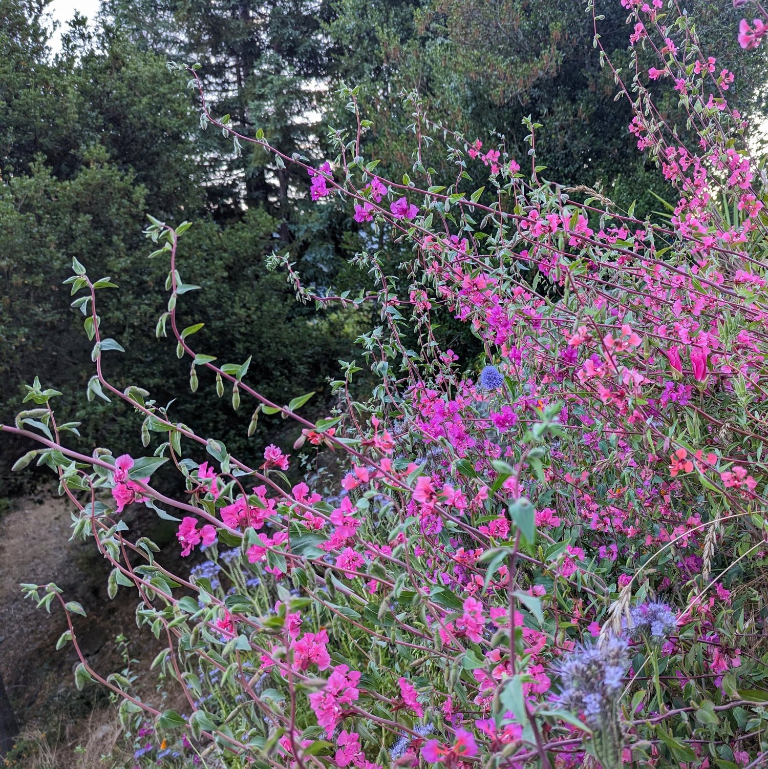 Native Garden Design in Santa Cruz County: A Complete Guide to Growing California Natives