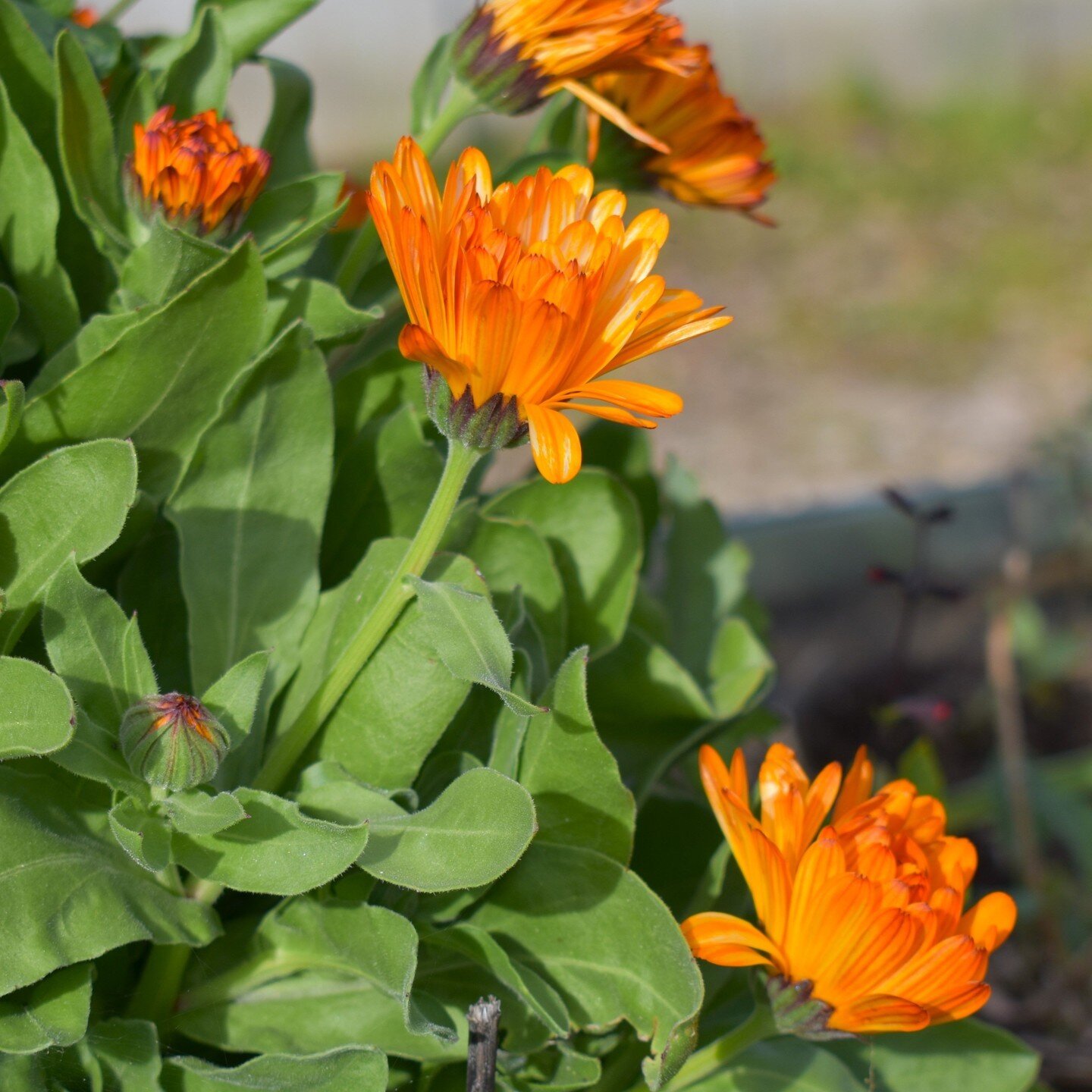 Bursts of Sunshine in the Garden! 🌼 Our calendulas are blooming beautifully, adding some vibrant colors to the Ambitious Harvest gardens.

#CalendulaBeauty #GardenVibrance #CompanionPlanting #AmbitiousHarvest