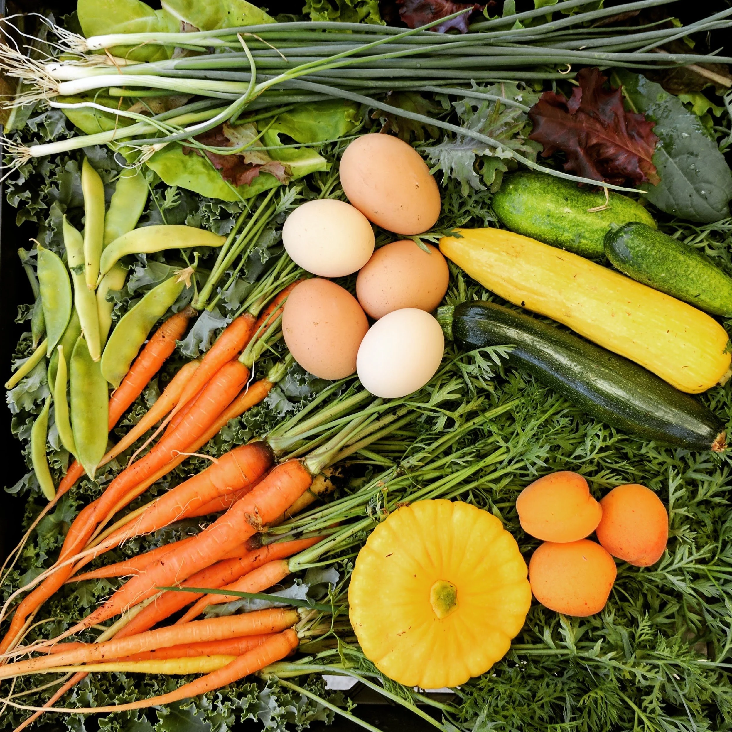 Garden flat lay of carrots, fresh eggs, green onions, snow peas, summer squash, and apricots on kale