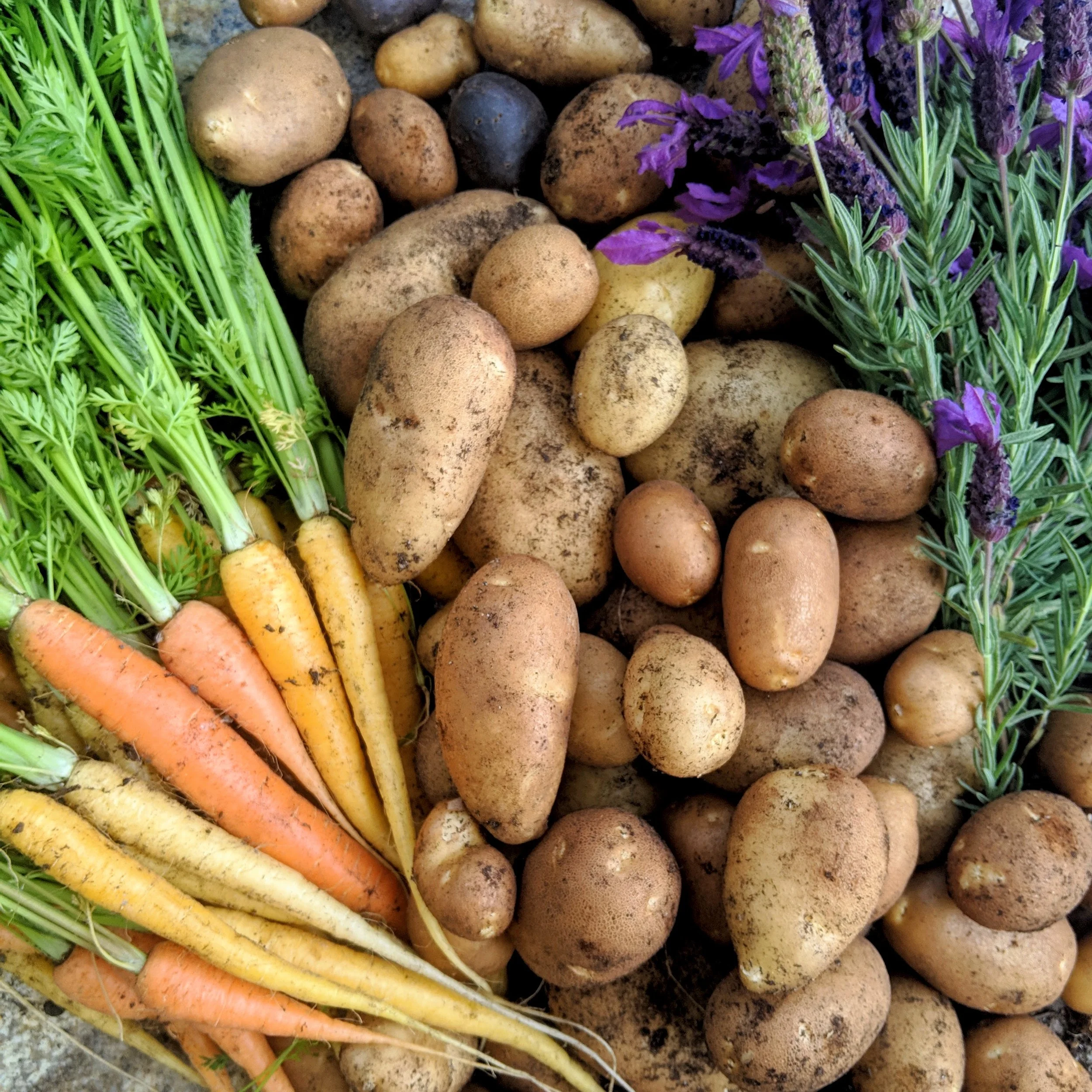 Freshly dug potatoes piled with orange and yellow carrots and sprigs of Spanish lavender