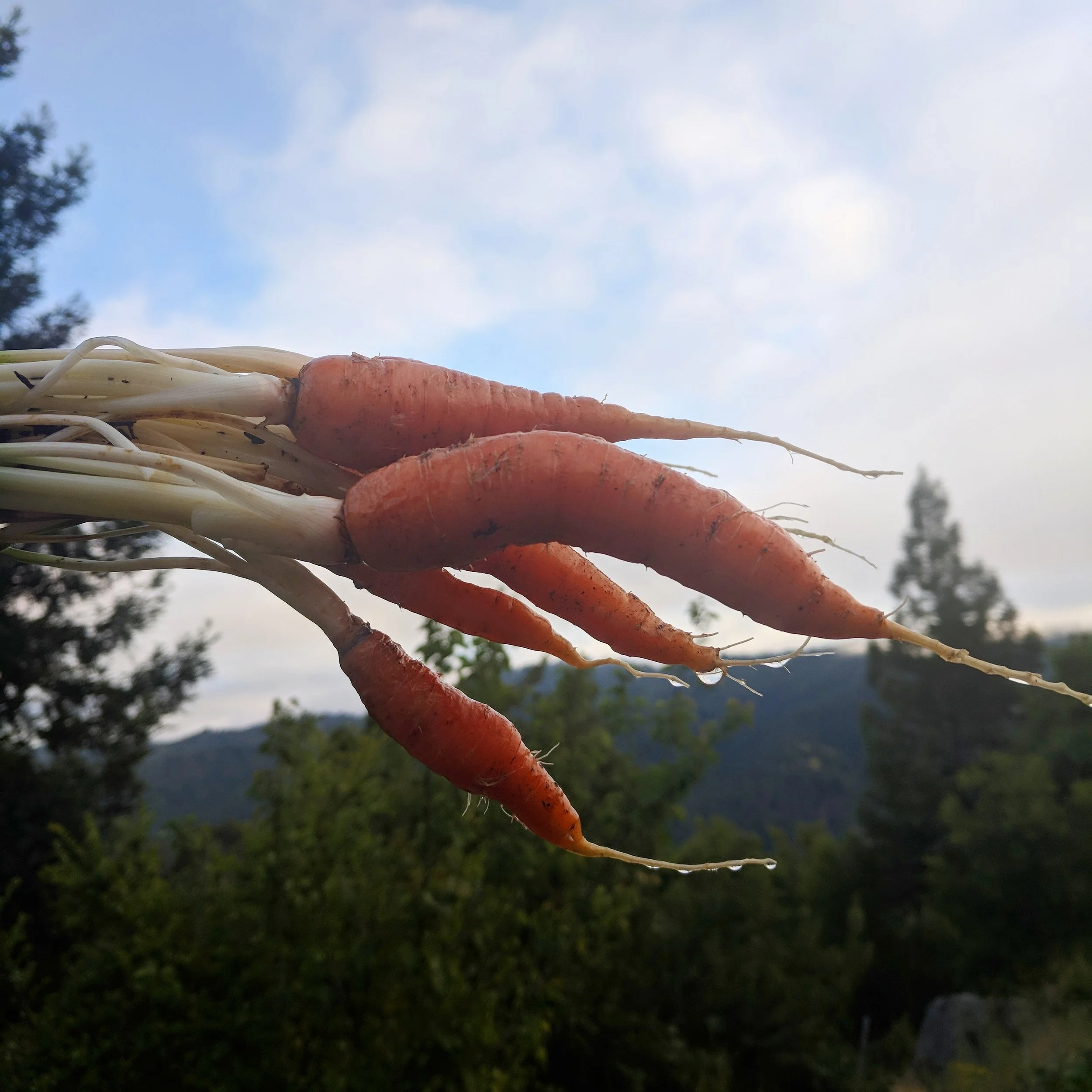 Handful of freshly pulled carrots with soil on them, held against an evening sky and wooded ridge