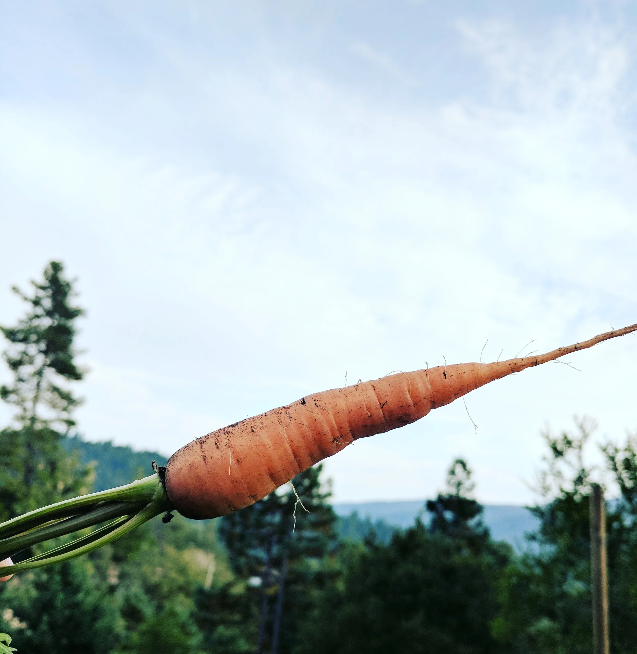 Single freshly pulled carrot held up against the sky with forested hills below