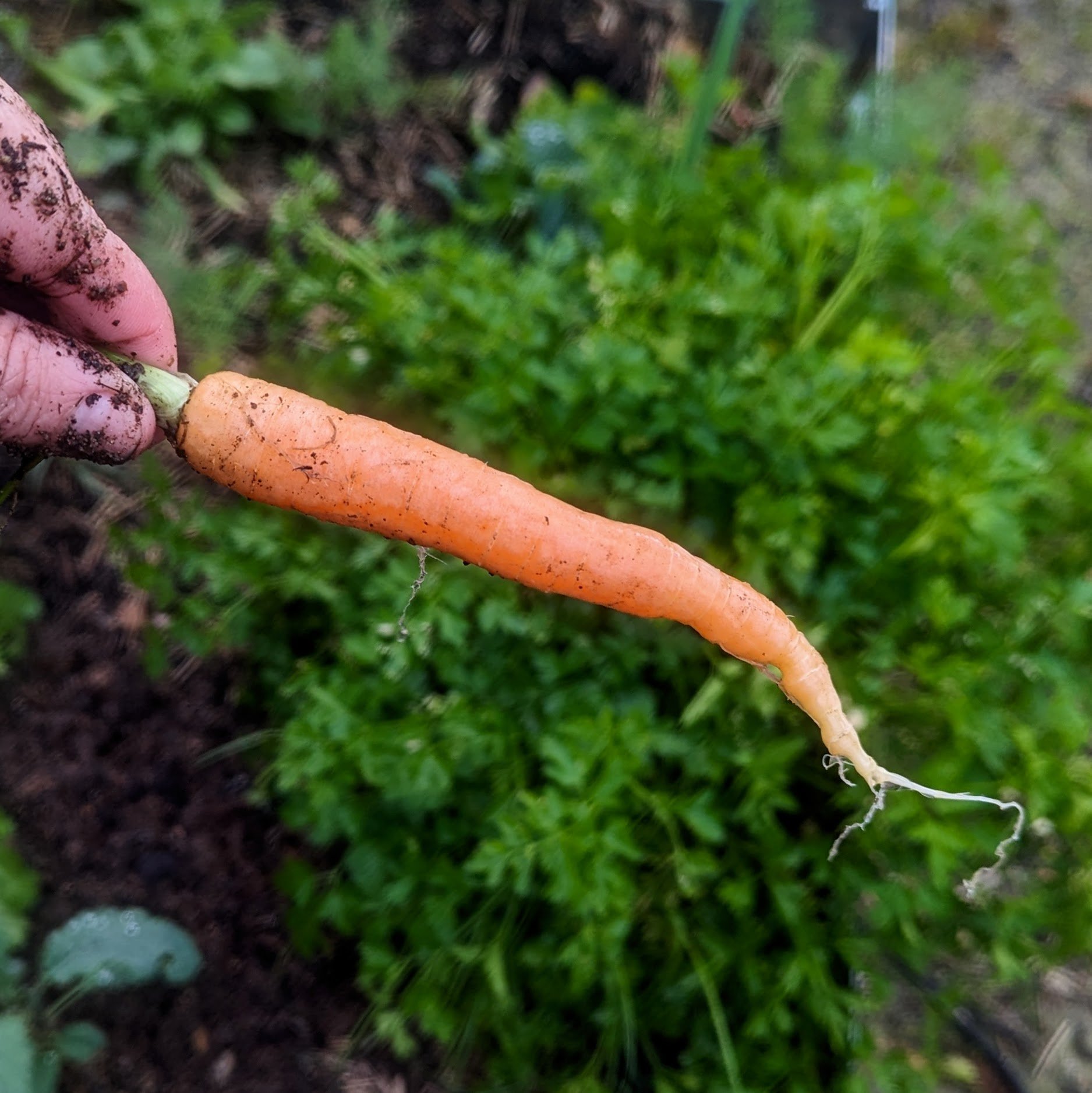 Hand holding a single slender orange carrot with a forked root tip, garden greens behind