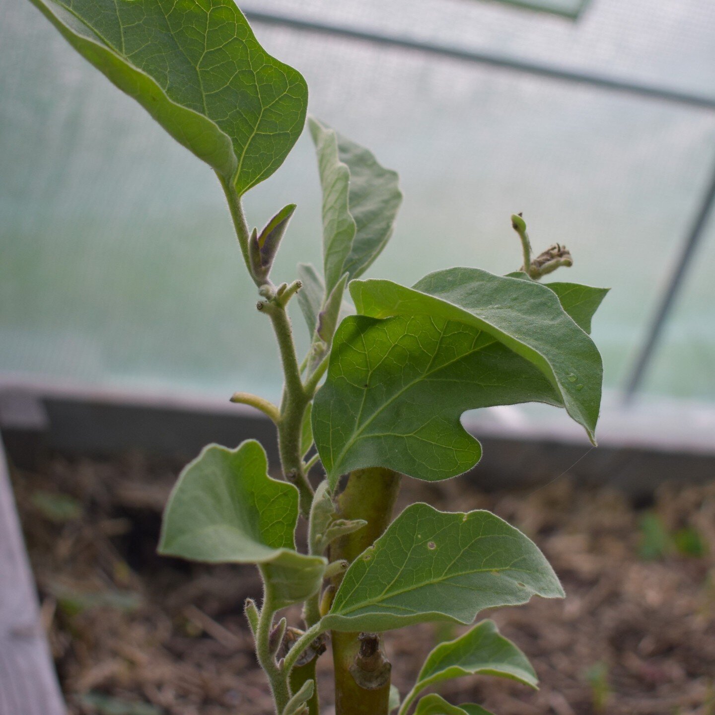 Prepping for Summer! 🌞 

Our Black Beauty eggplant, given a big trim last fall and overwintered in the greenhouse, is sprouting new leaves. It's gearing up for a productive summer season. Here's to second chances and new growth! 

#AmbitiousHarvest 