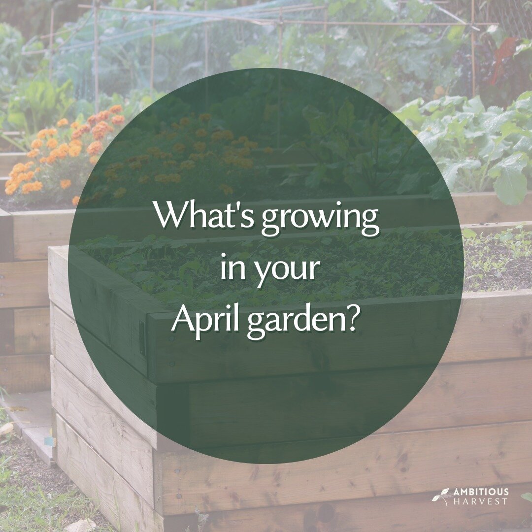 🌱 What's Growing in Your Spring Garden? 🌱

We&rsquo;re curious to see what&rsquo;s sprouting up in your gardens this season! Share your garden's progress, favorite plants, or new experiments. 

#SpringGardening #GardenShare #CaliforniaGardening #Am